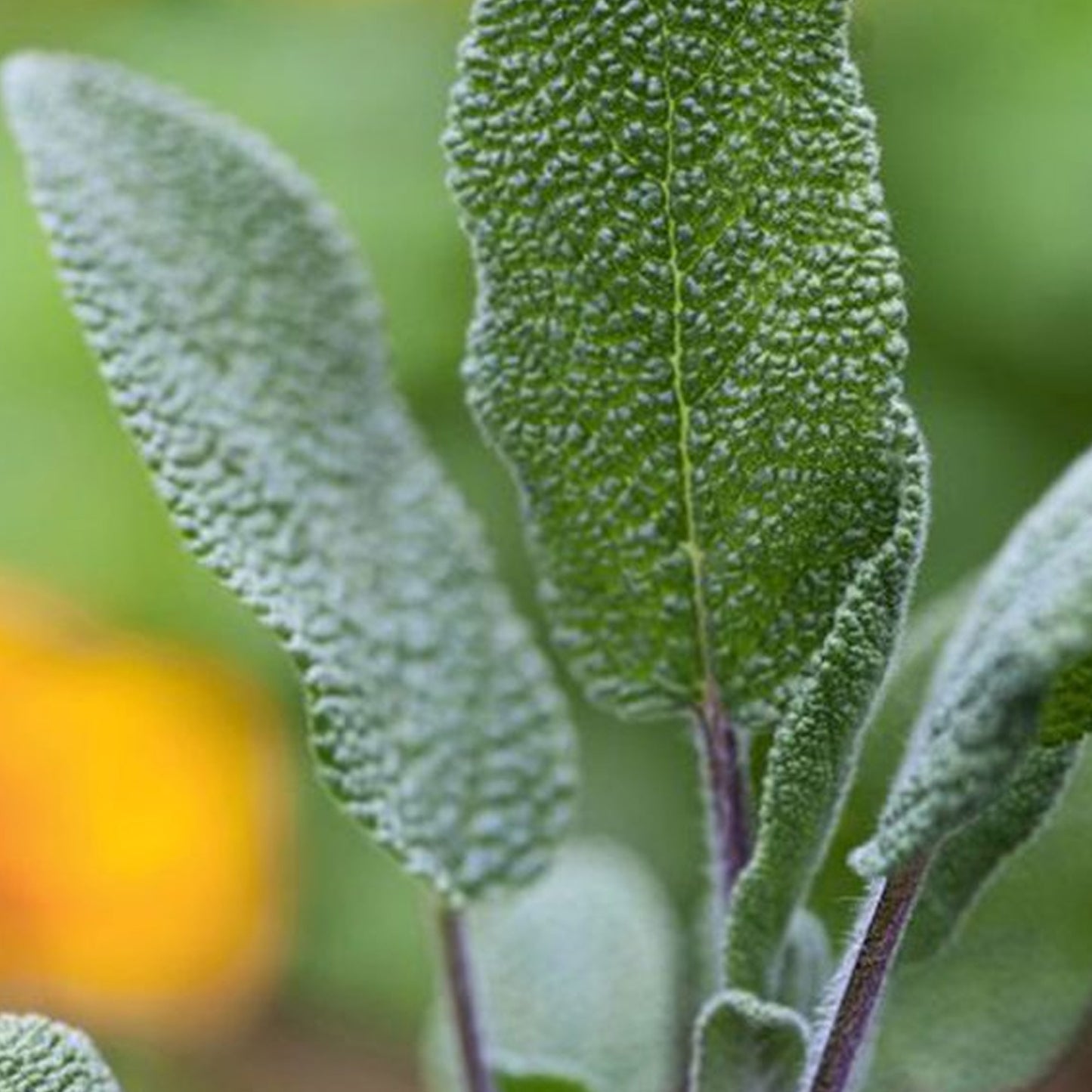 Herbs - Sage Maxima, Salvia Officinalis Maxima