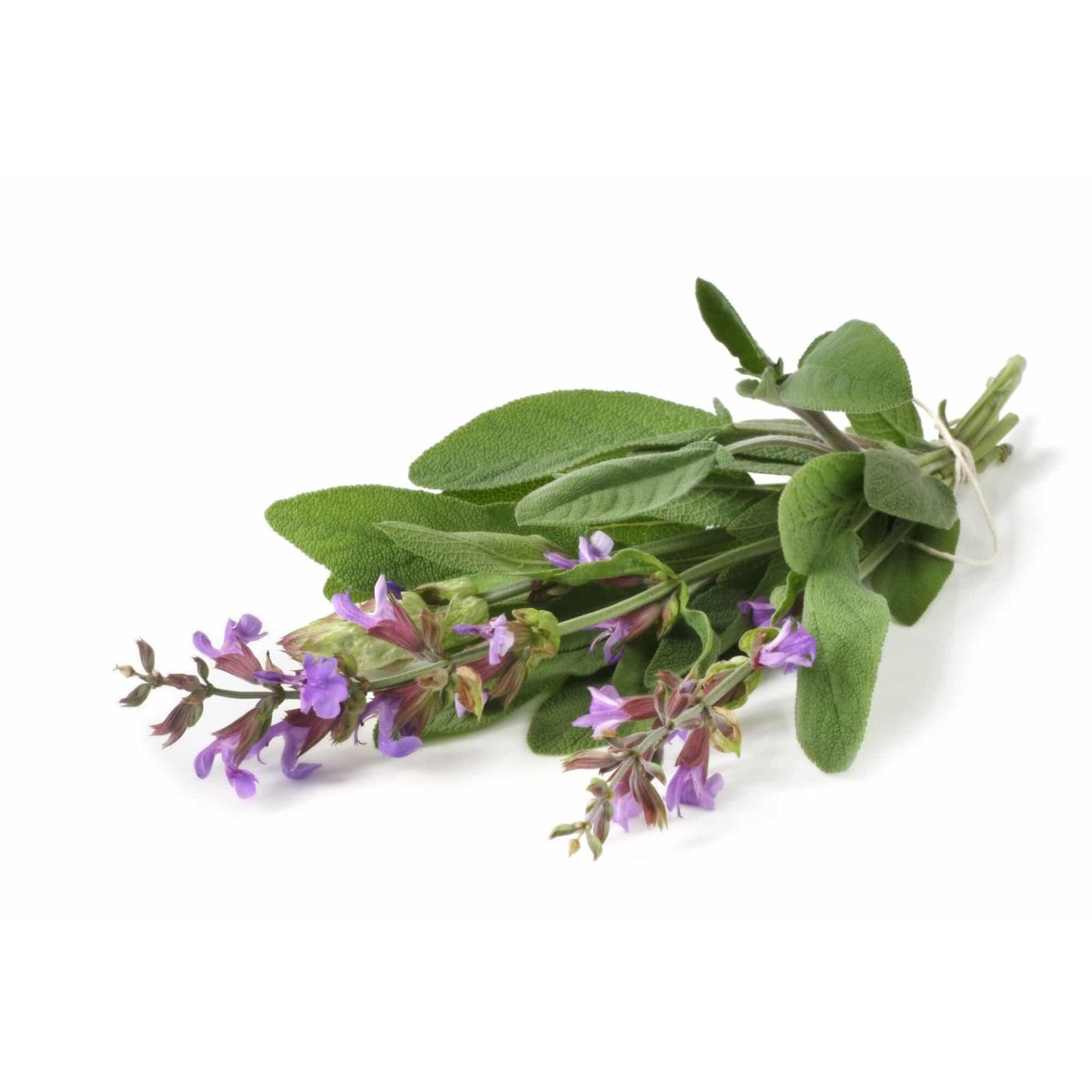 Herbs - Sage Purple, Salvia Officinalis Purpurea