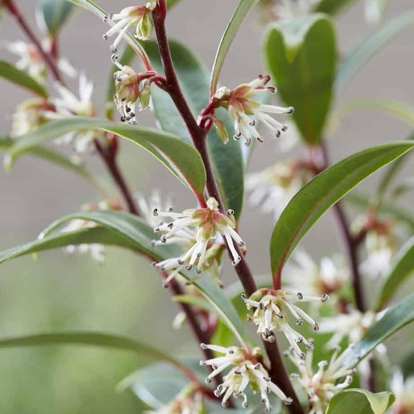 Sarcococca Purple Gem