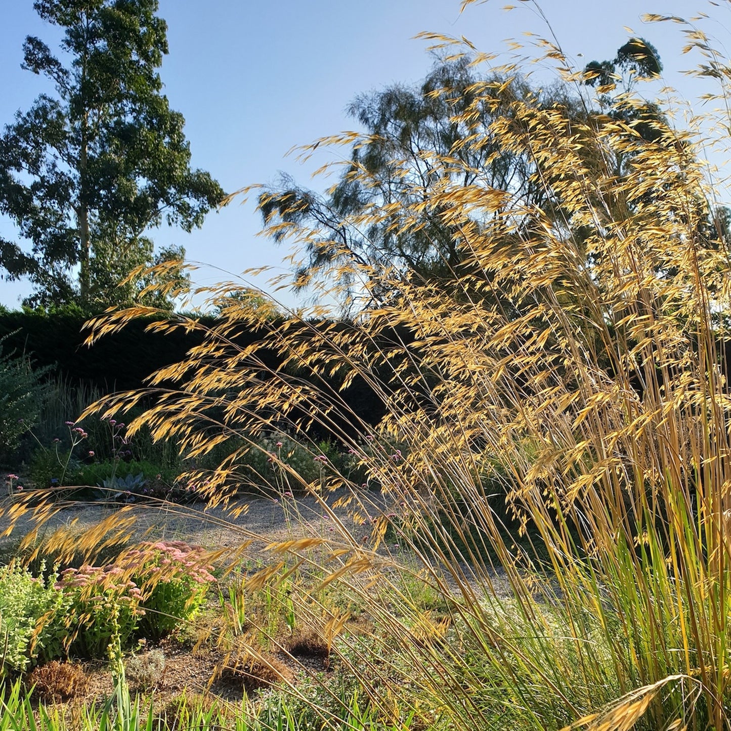 Stipa gigantea