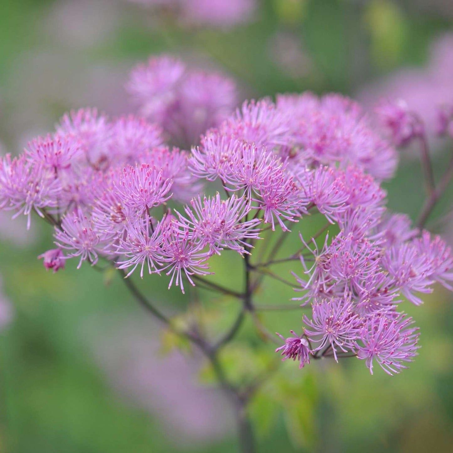 Thalictrum Black Stockings