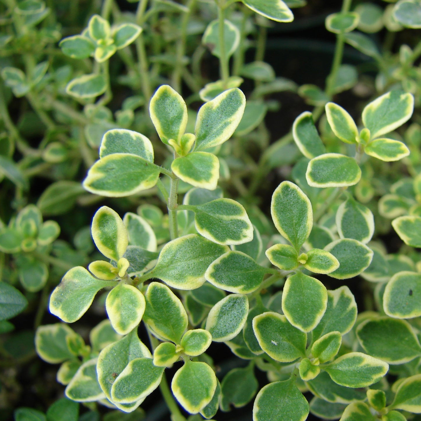 Herbs - Thyme Lady, Thymus Lady