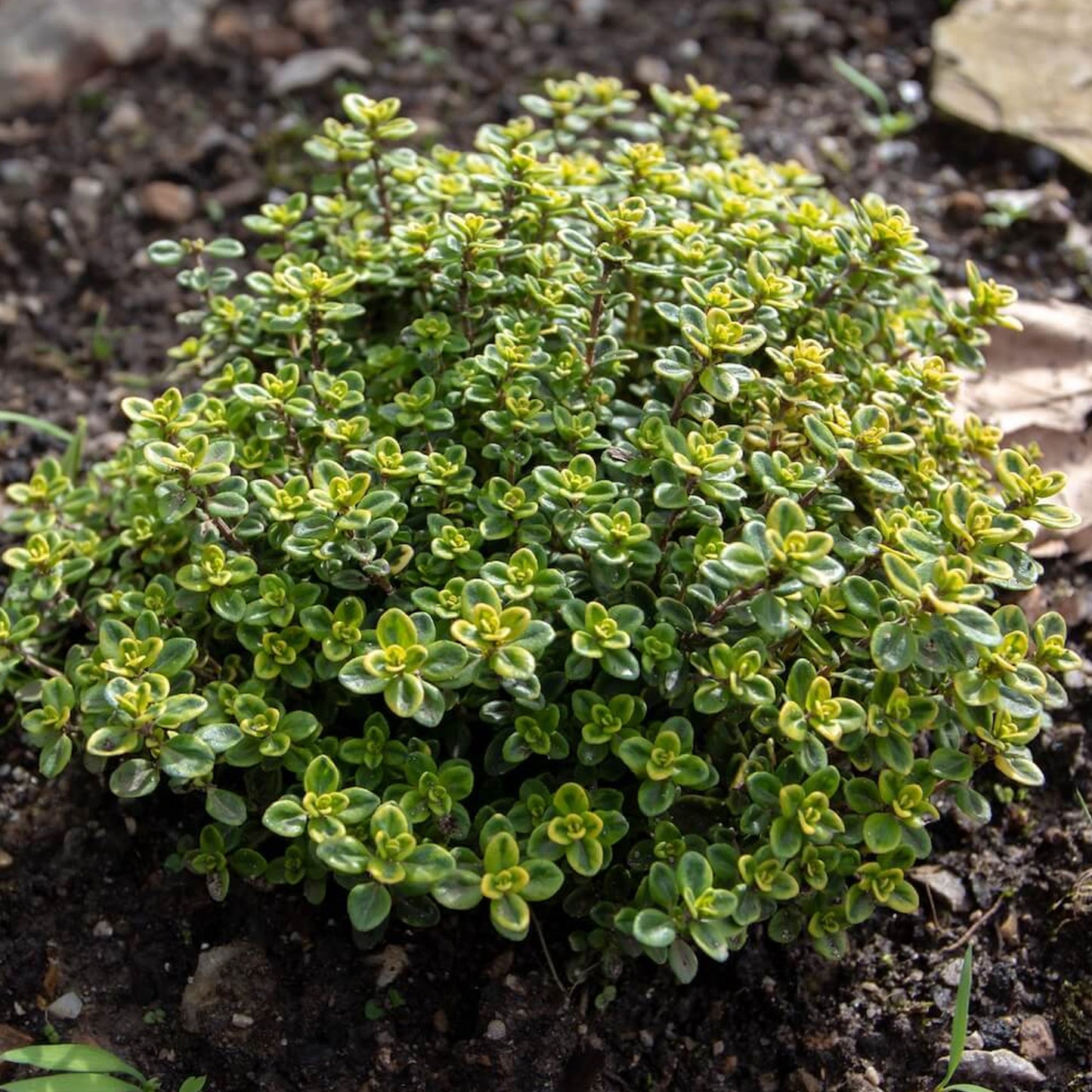 Herbs - Thyme Lemon Variegated, Thymus Citriodorus Aureus