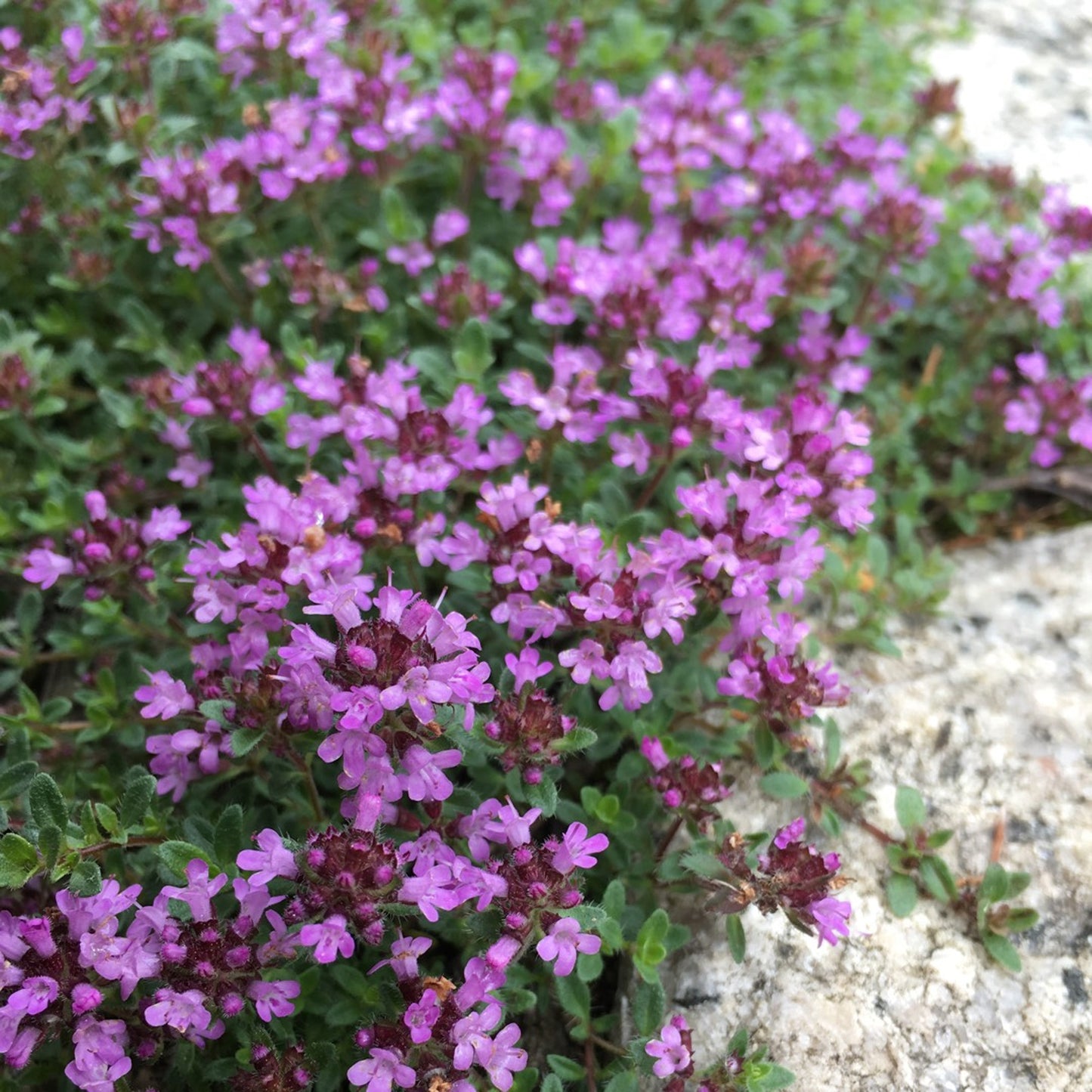 Herbs - Thyme Doone Valley, Thymus Doone Valley