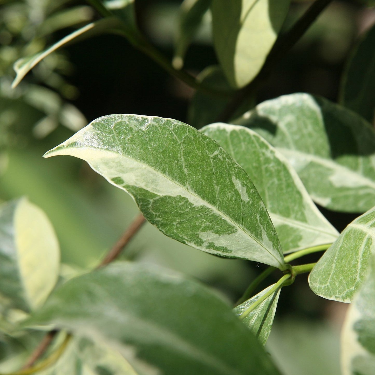 Trachelospermum Variegatum