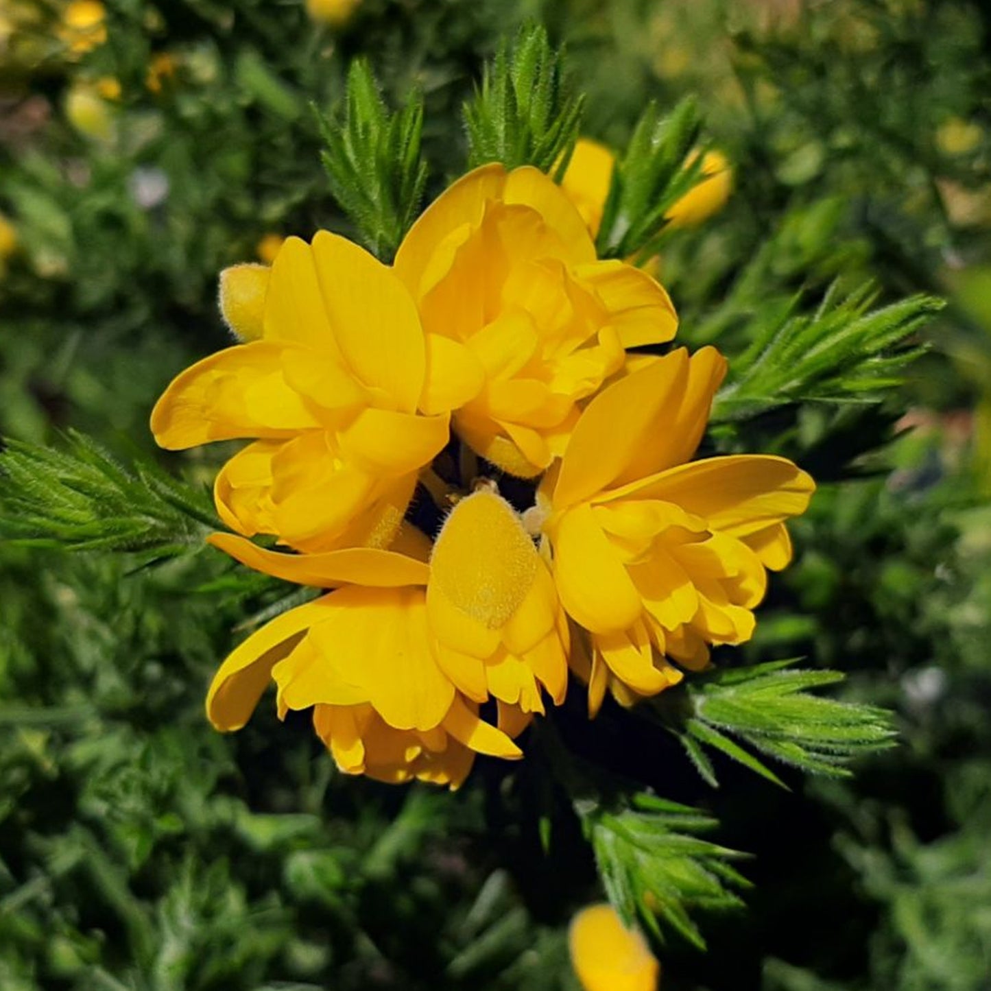 Ulex Europaeus Flore Pleno