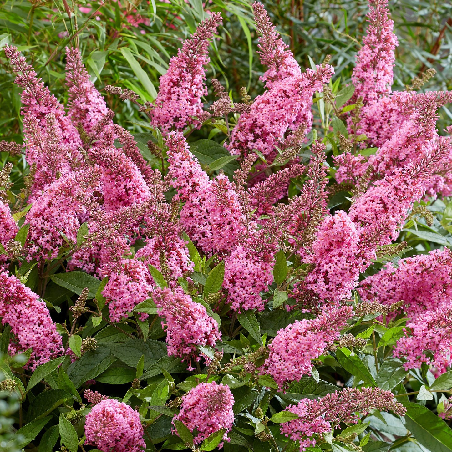 Buddleia Candy Little Pink