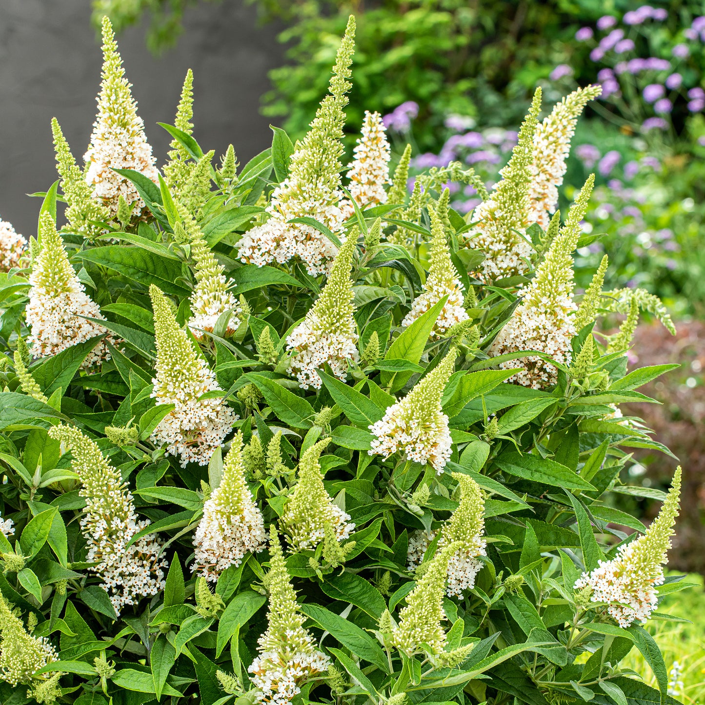 Buddleia Butterfly Candy Little White