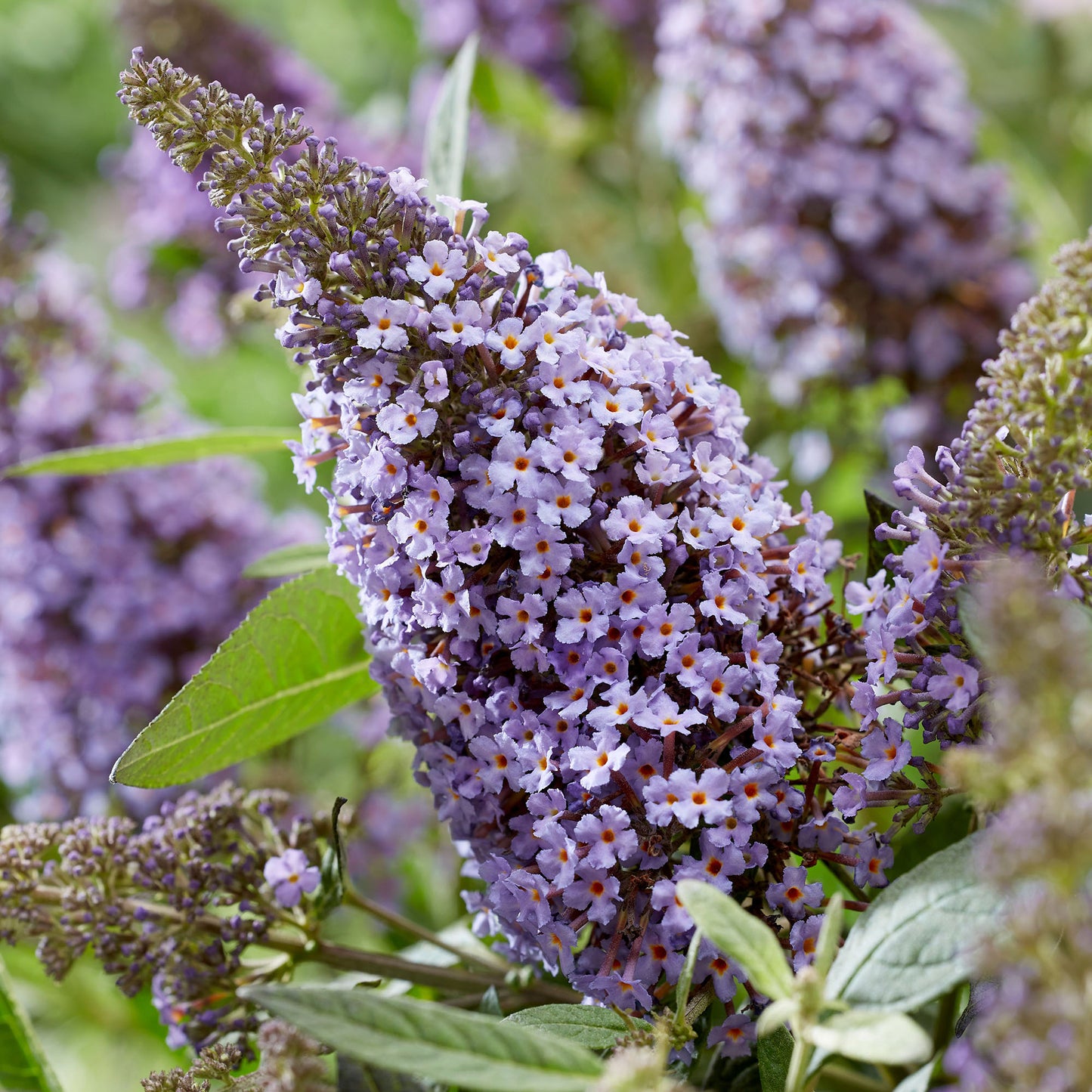 Buddleia Candy Lila Sweetheart