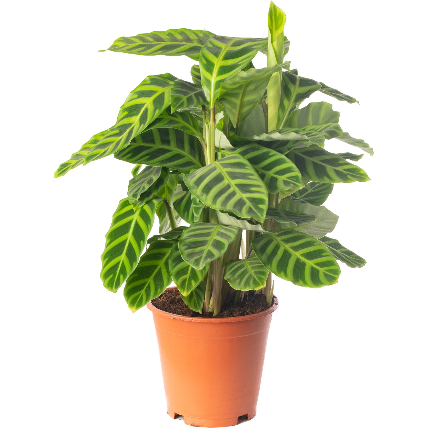 Calathea Zebrina (Master)