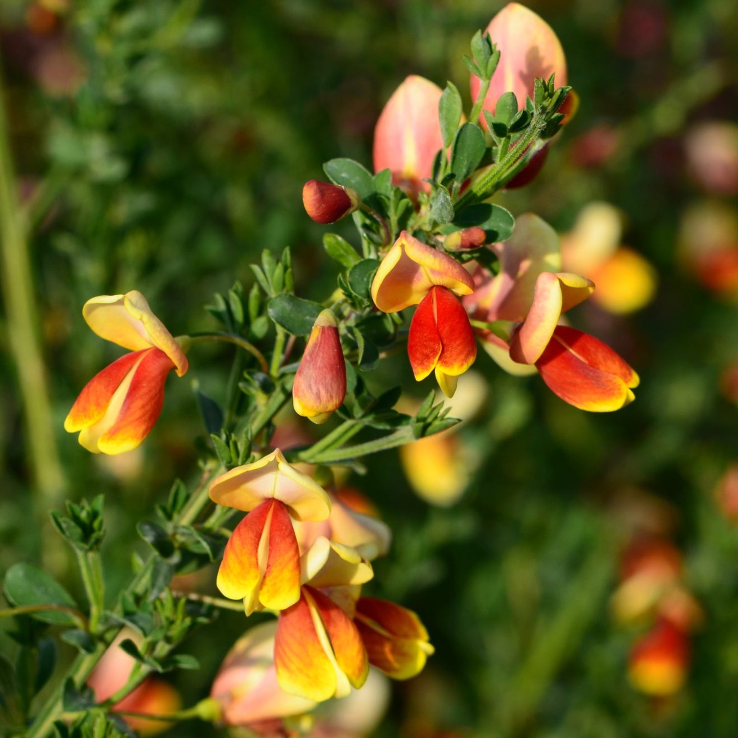 Cytisus Fulgens