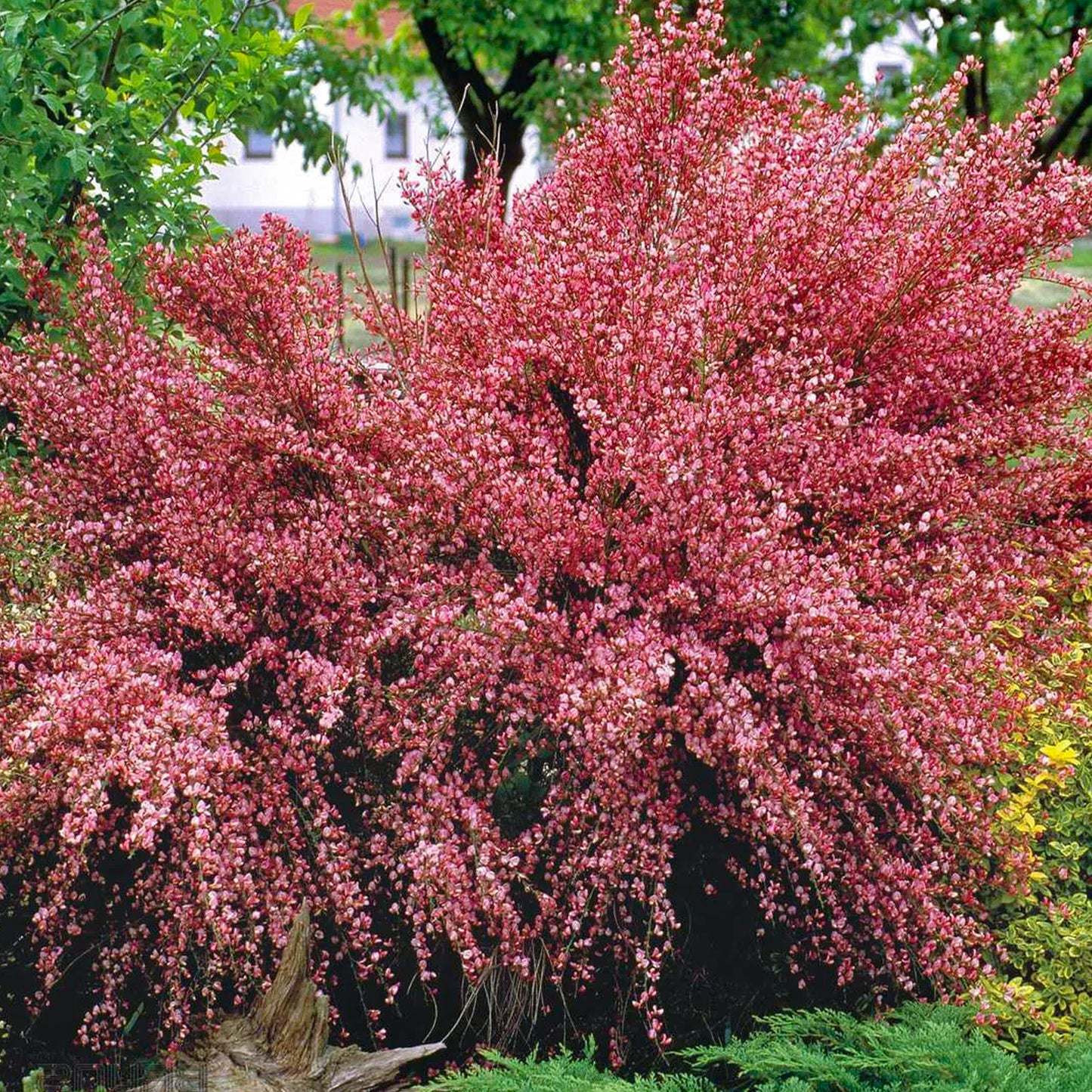 Cytisus Hollandia