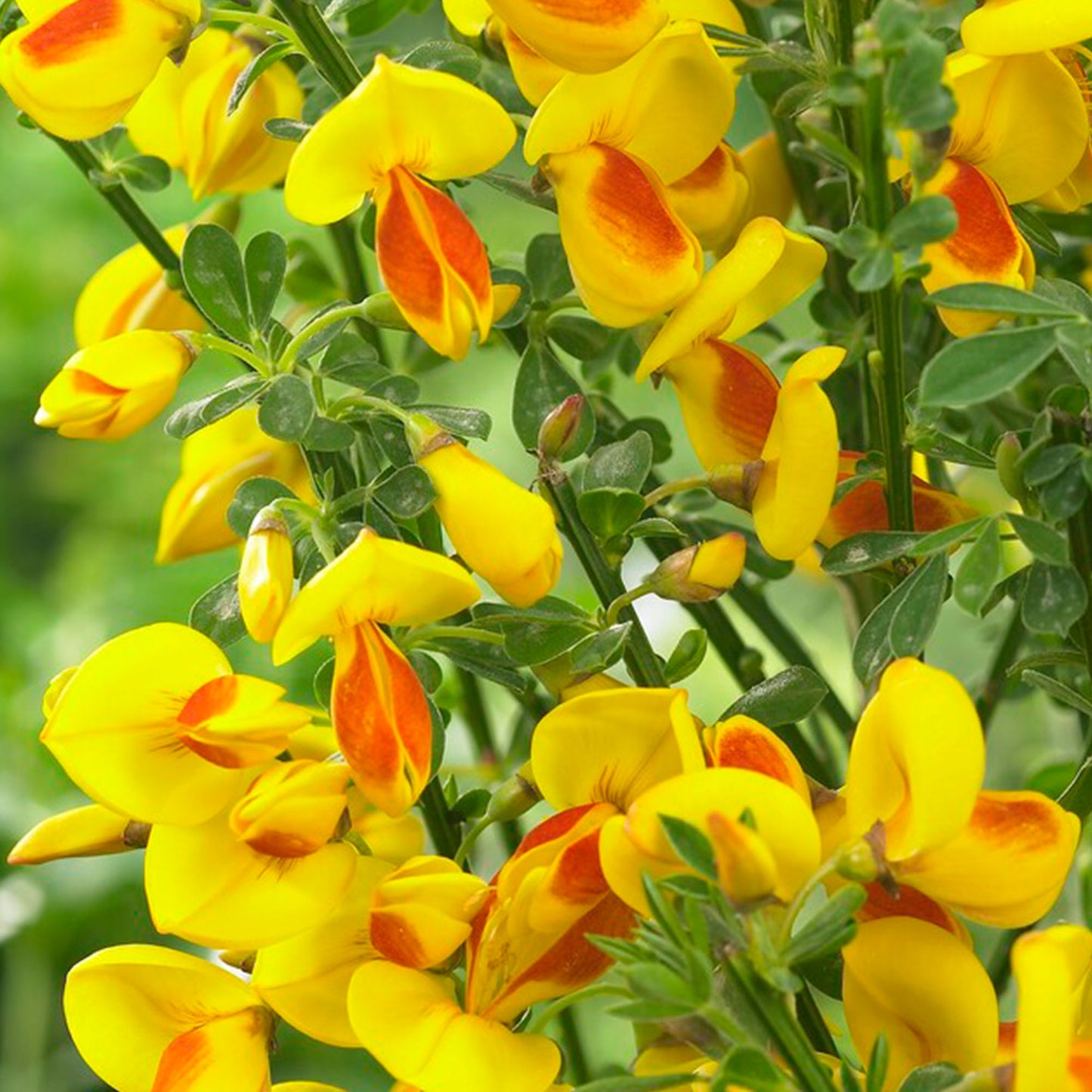 Cytisus Jessica