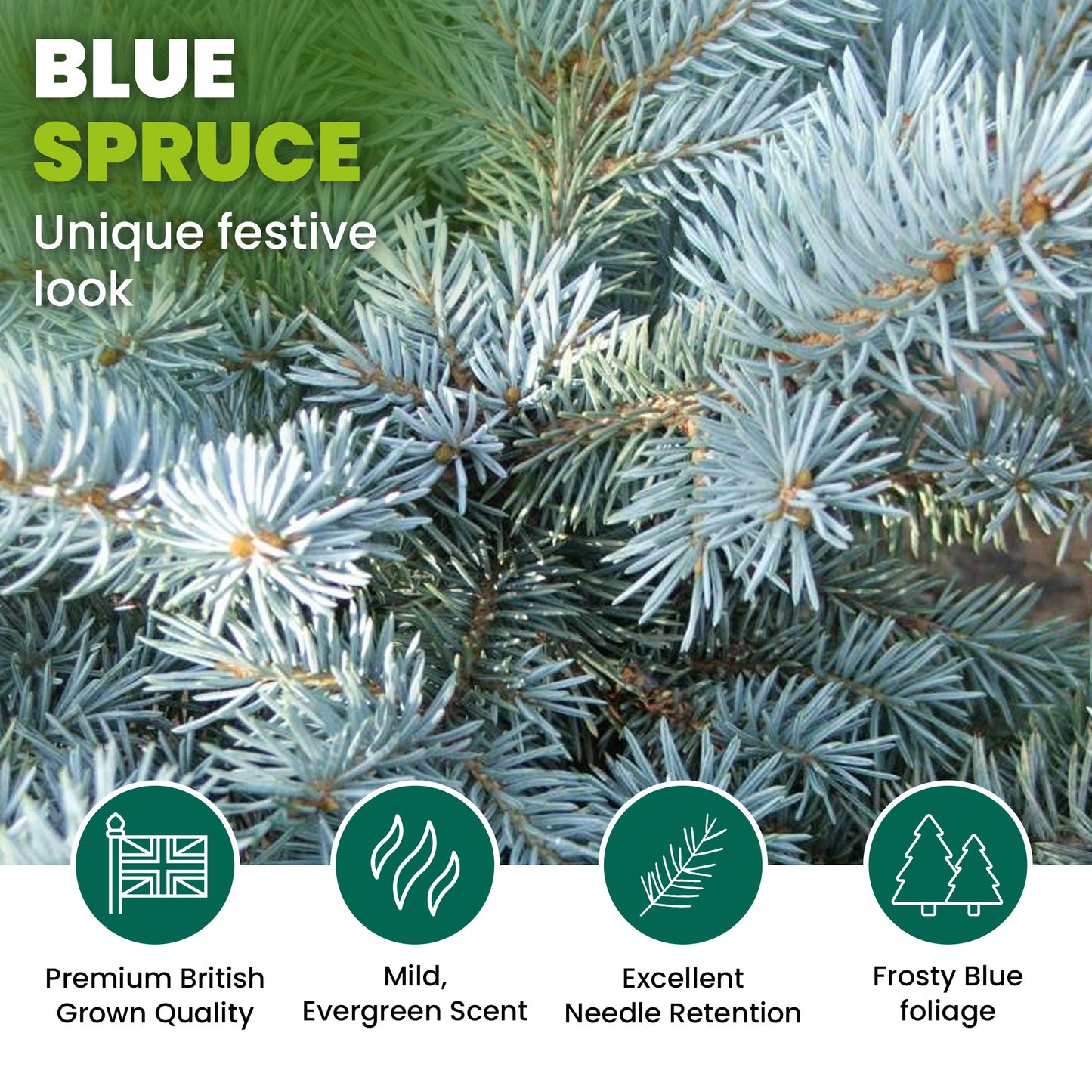 Blue Spruce Pot Grown Christmas Trees