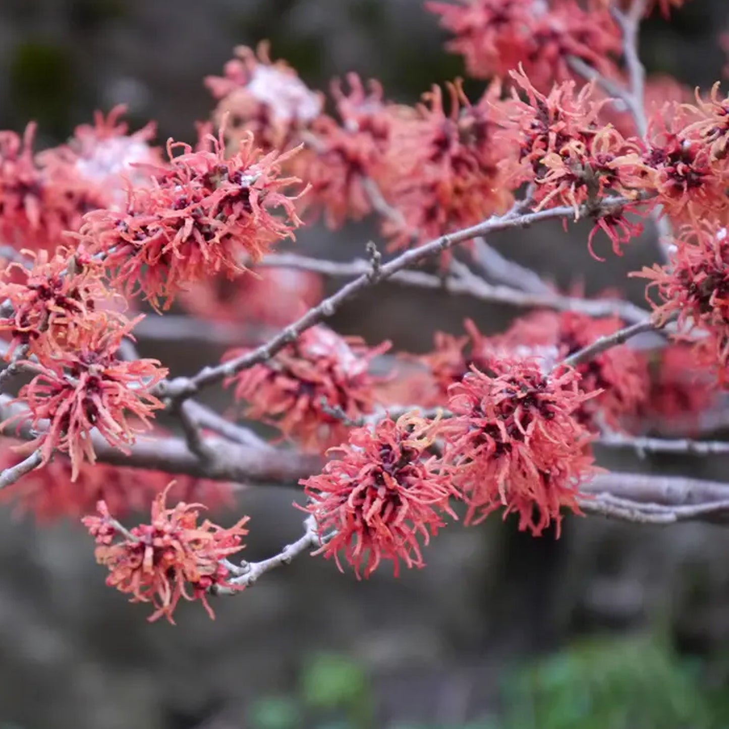 Hamamelis Feuerzauber