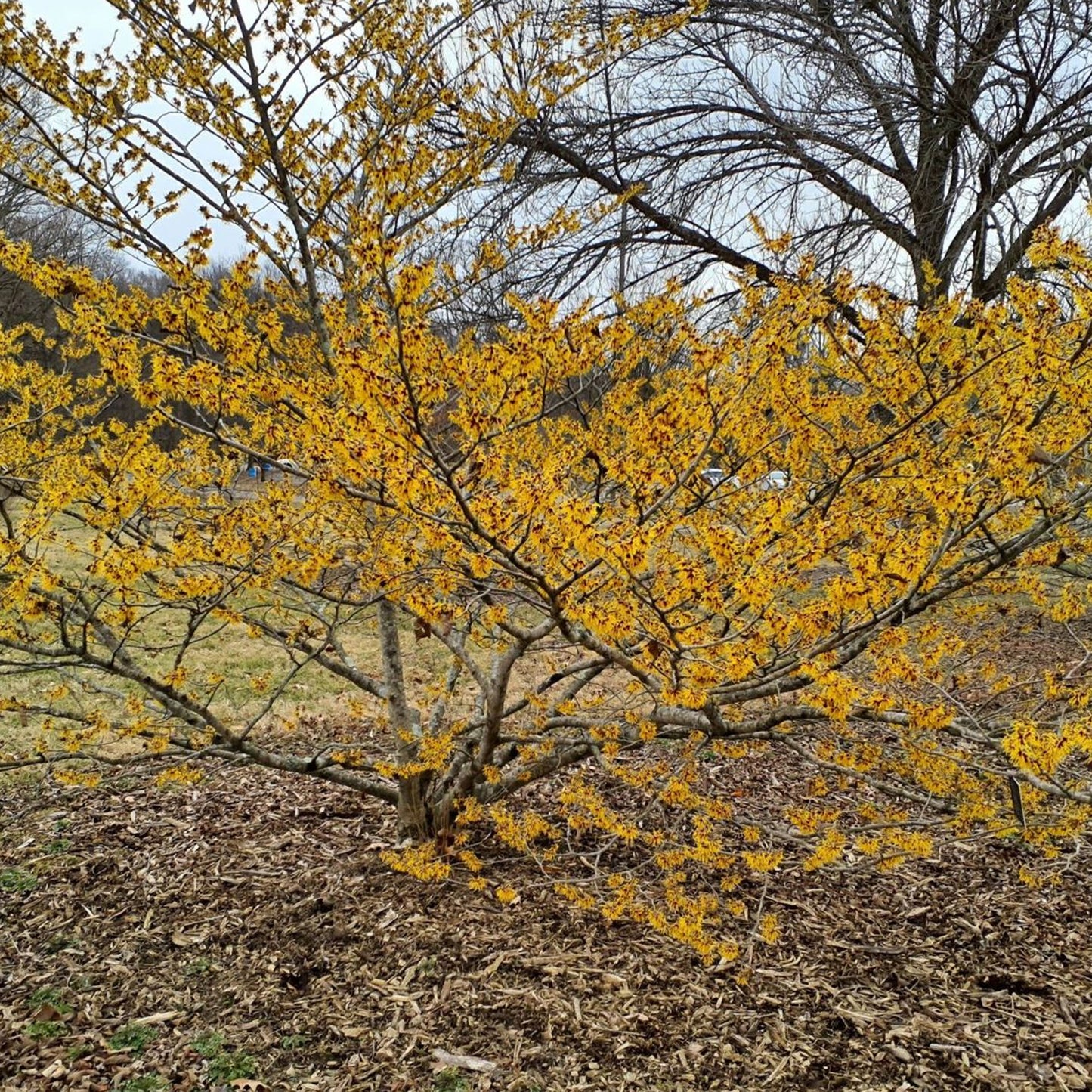 Hamamelis Orange Beauty