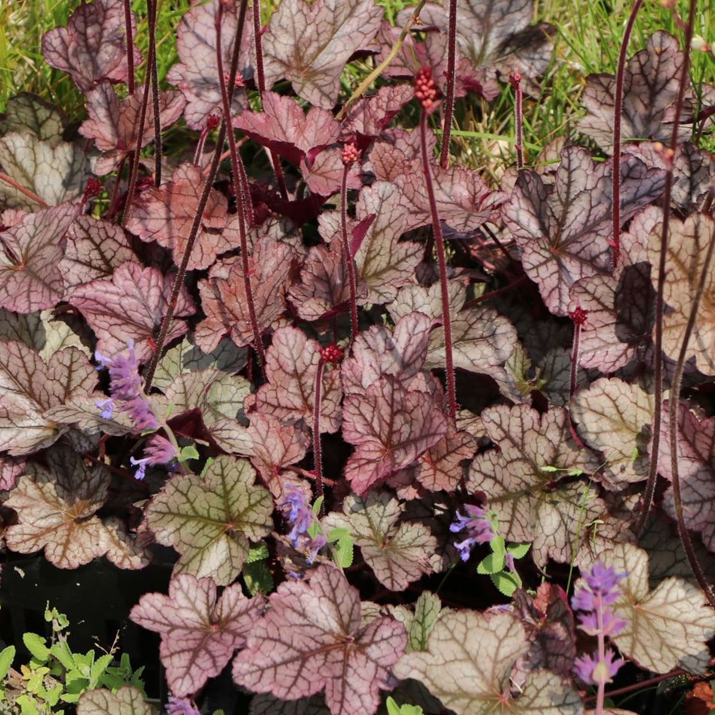 Heuchera Silver Scrolls