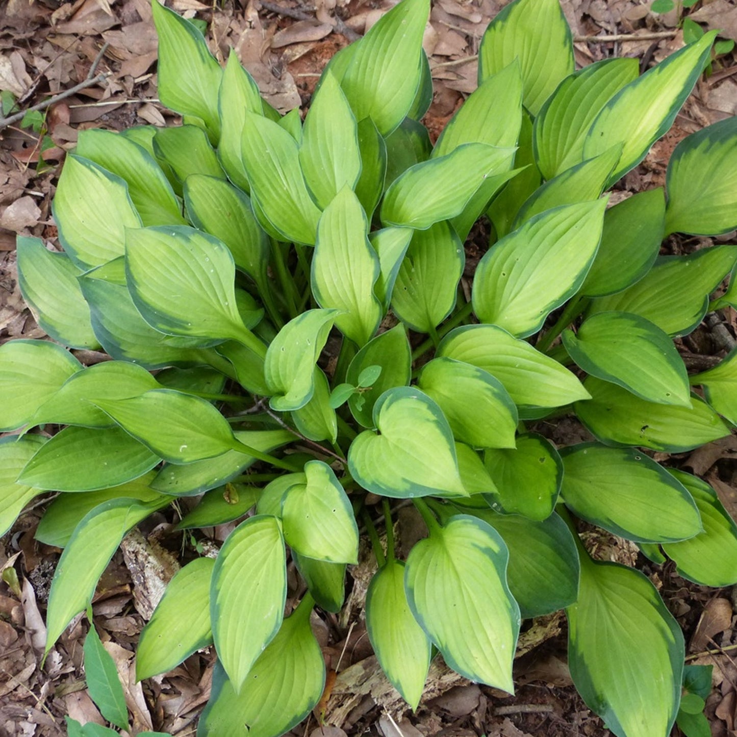 Hosta Guacamole