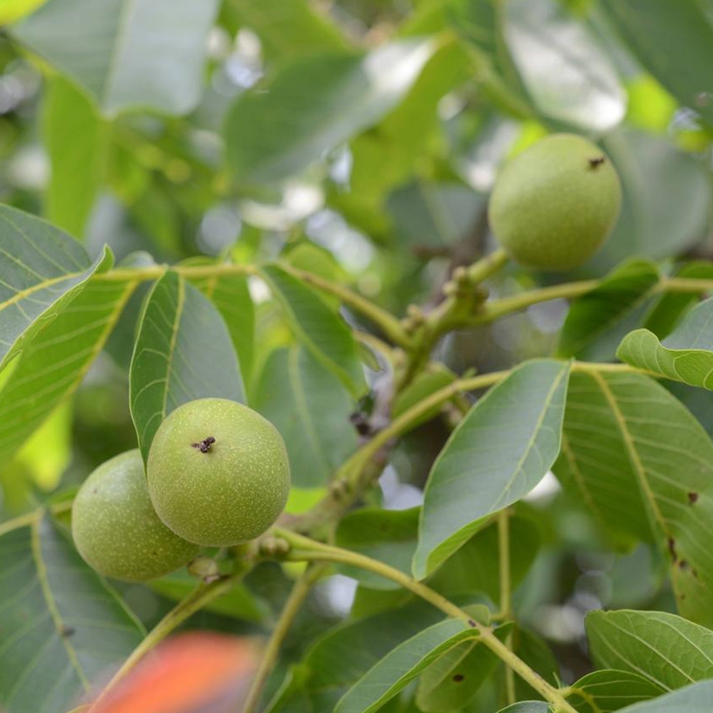Juglans Regia Tree (7.5L, 4-5ft)