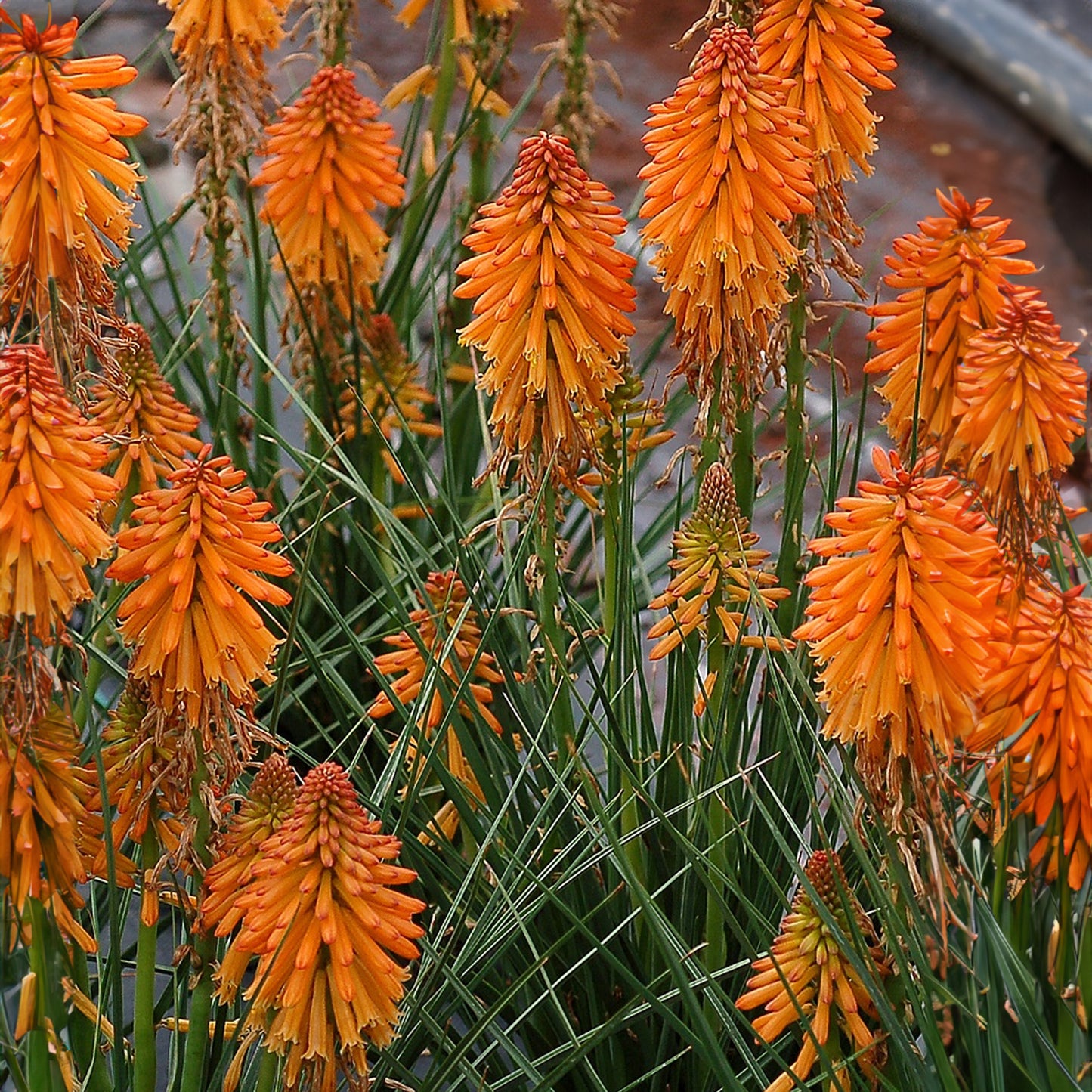 Kniphofia Poco Orange