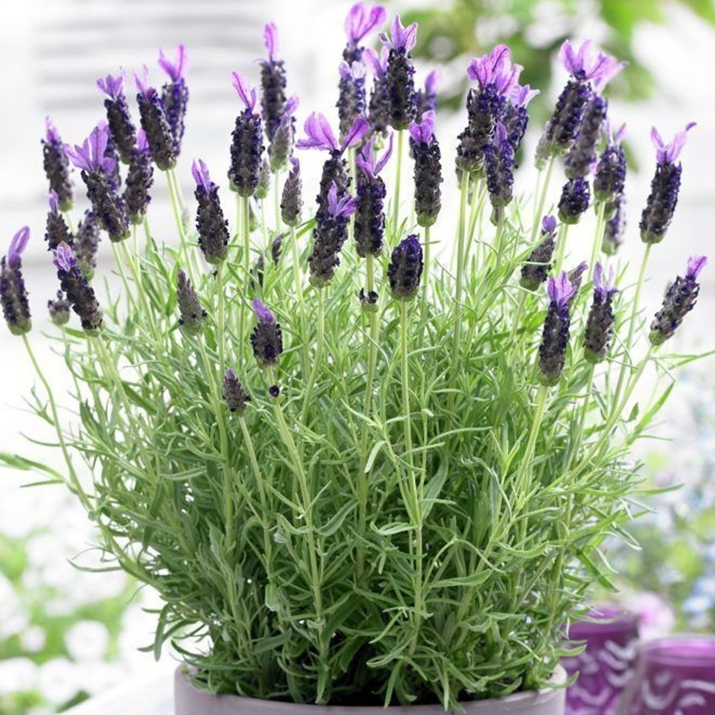 Herbs - French Lavender, Lavandula Stoechas