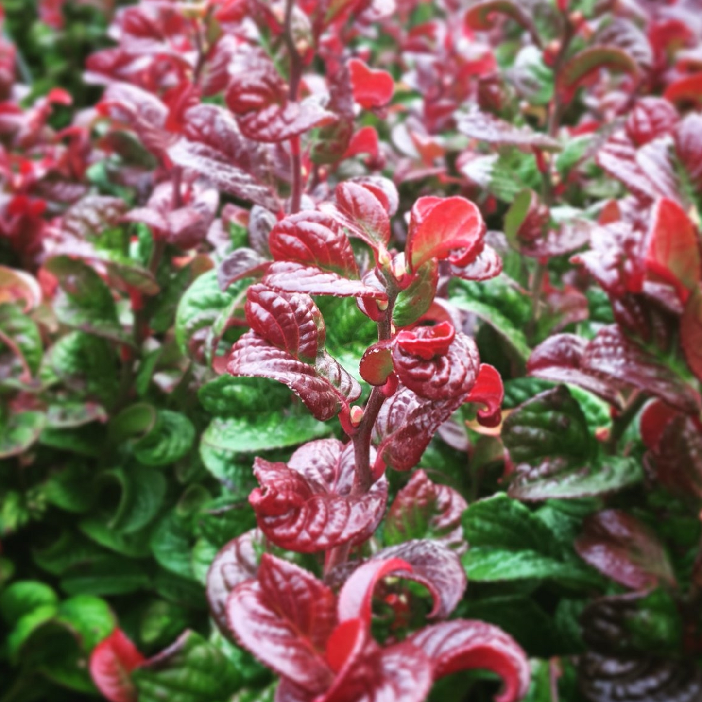 Leucothoe Curly Red