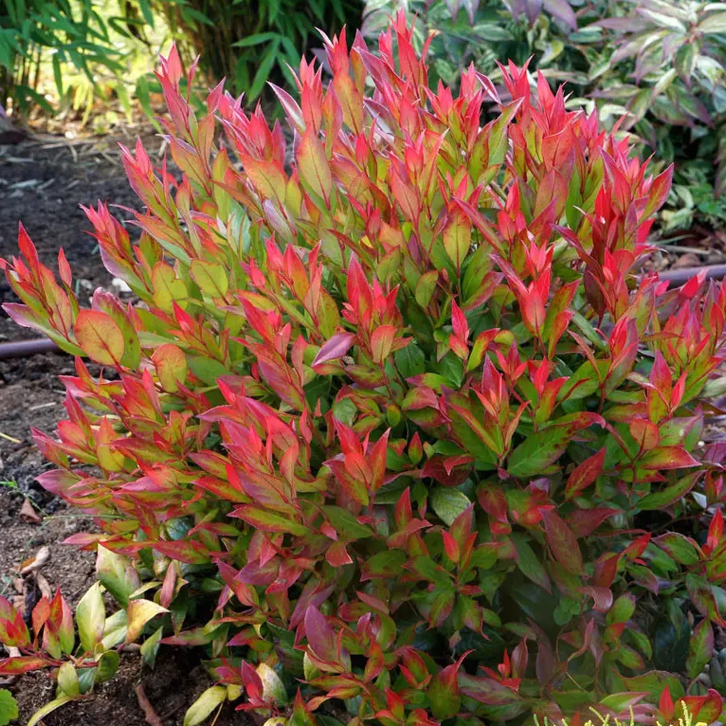 Leucothoe Little Flames