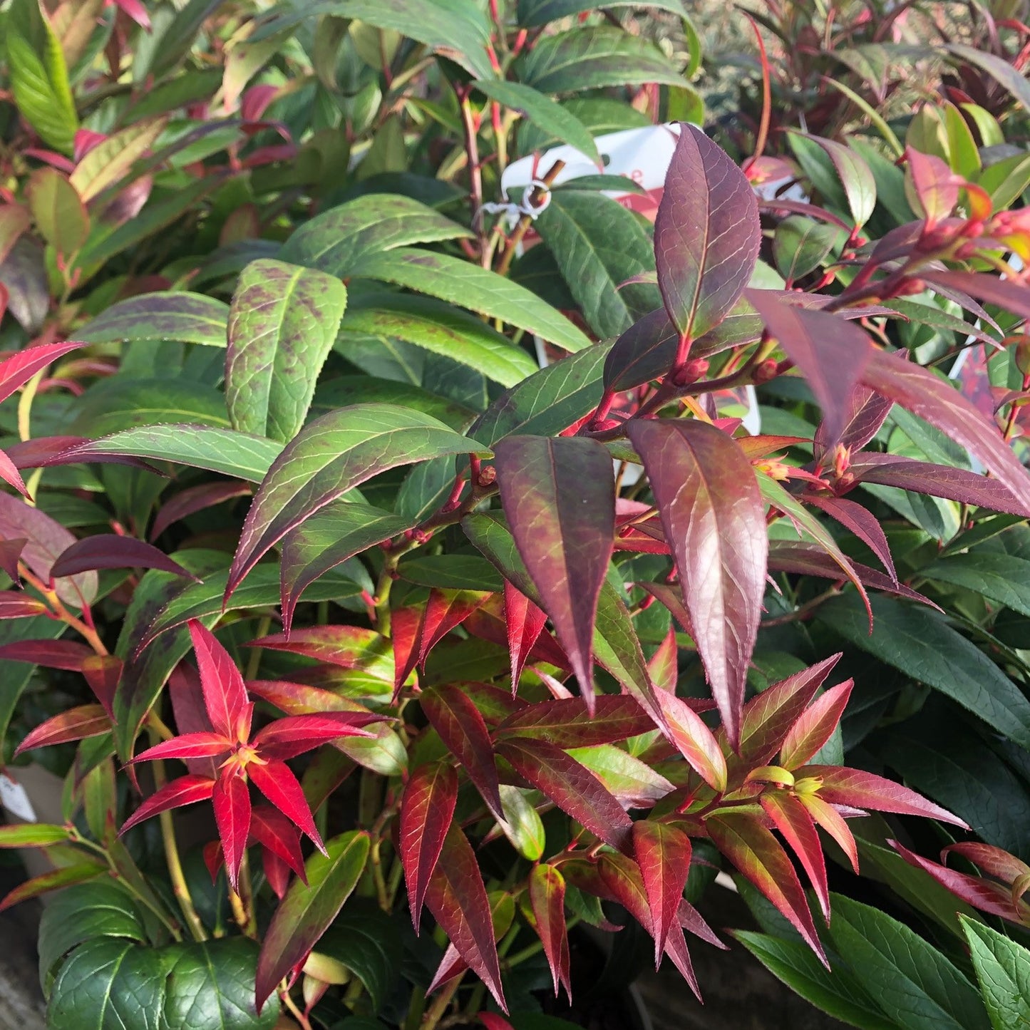 Leucothoe Burning Love