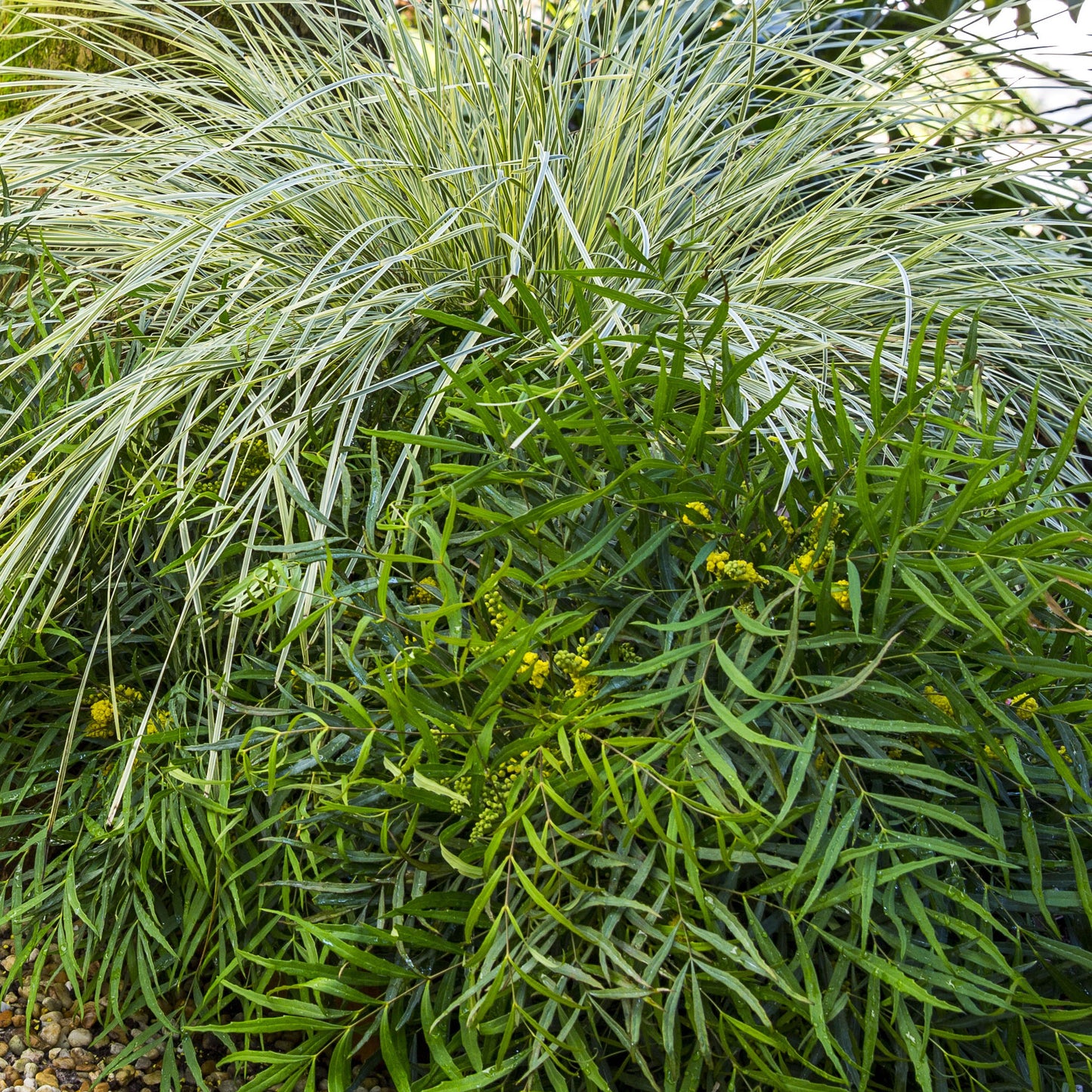 Mahonia Volcano