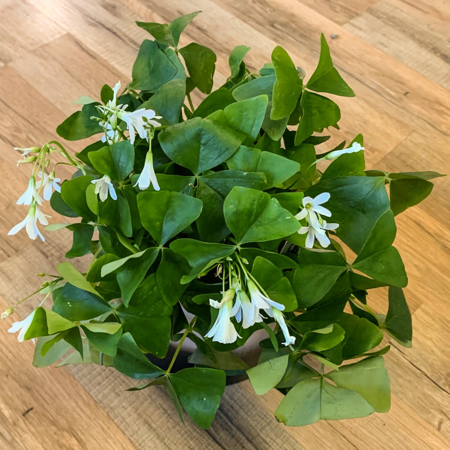 Oxalis Triangularis Green