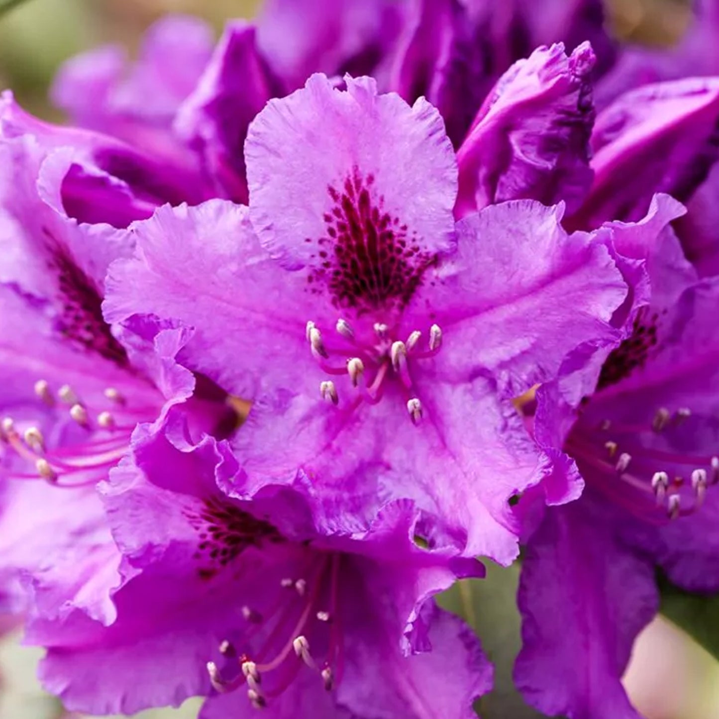 Rhododendron Azurro