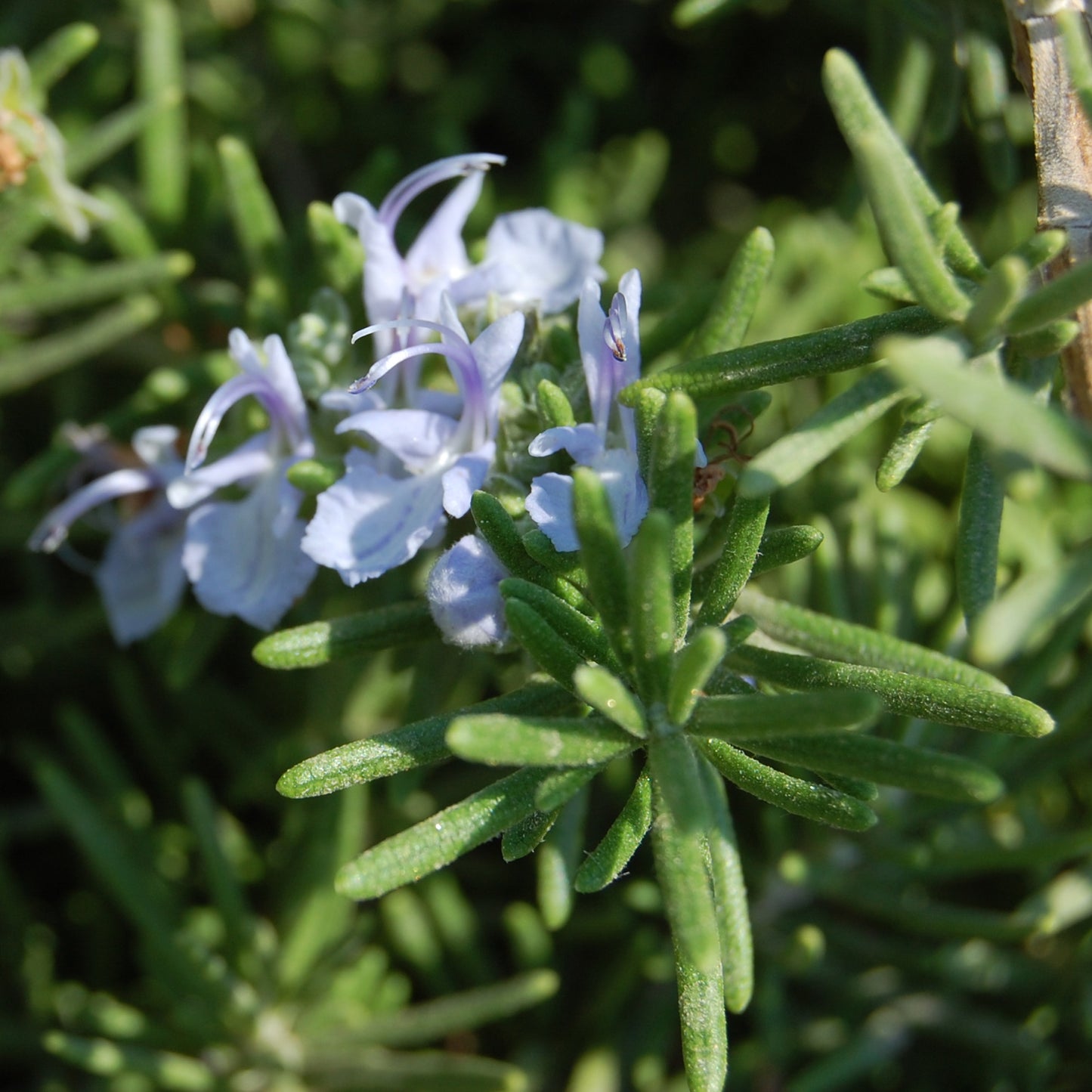 Herbs - Rosemary Prostratus (Standard)