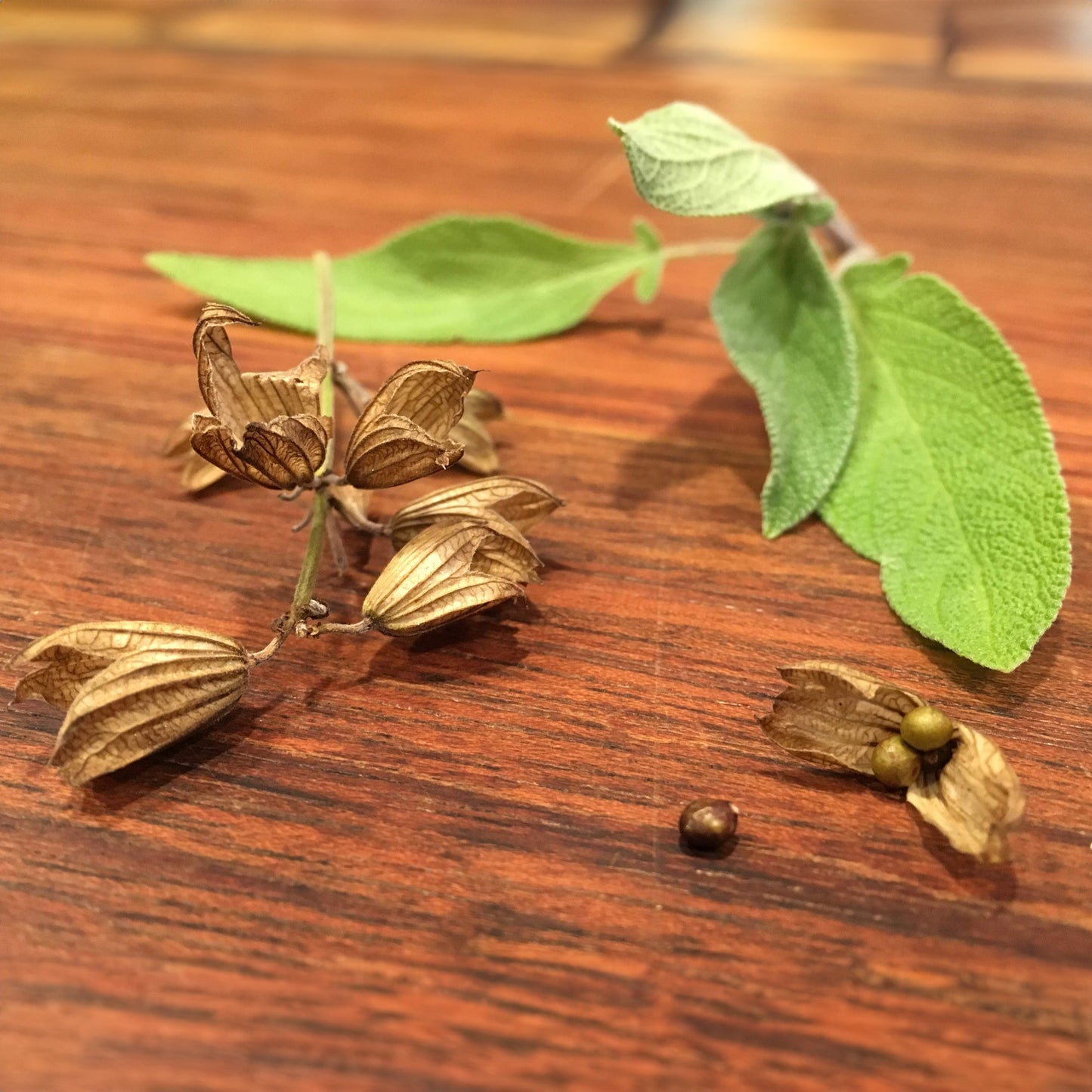 Herbs - Sage Maxima, Salvia Officinalis Maxima