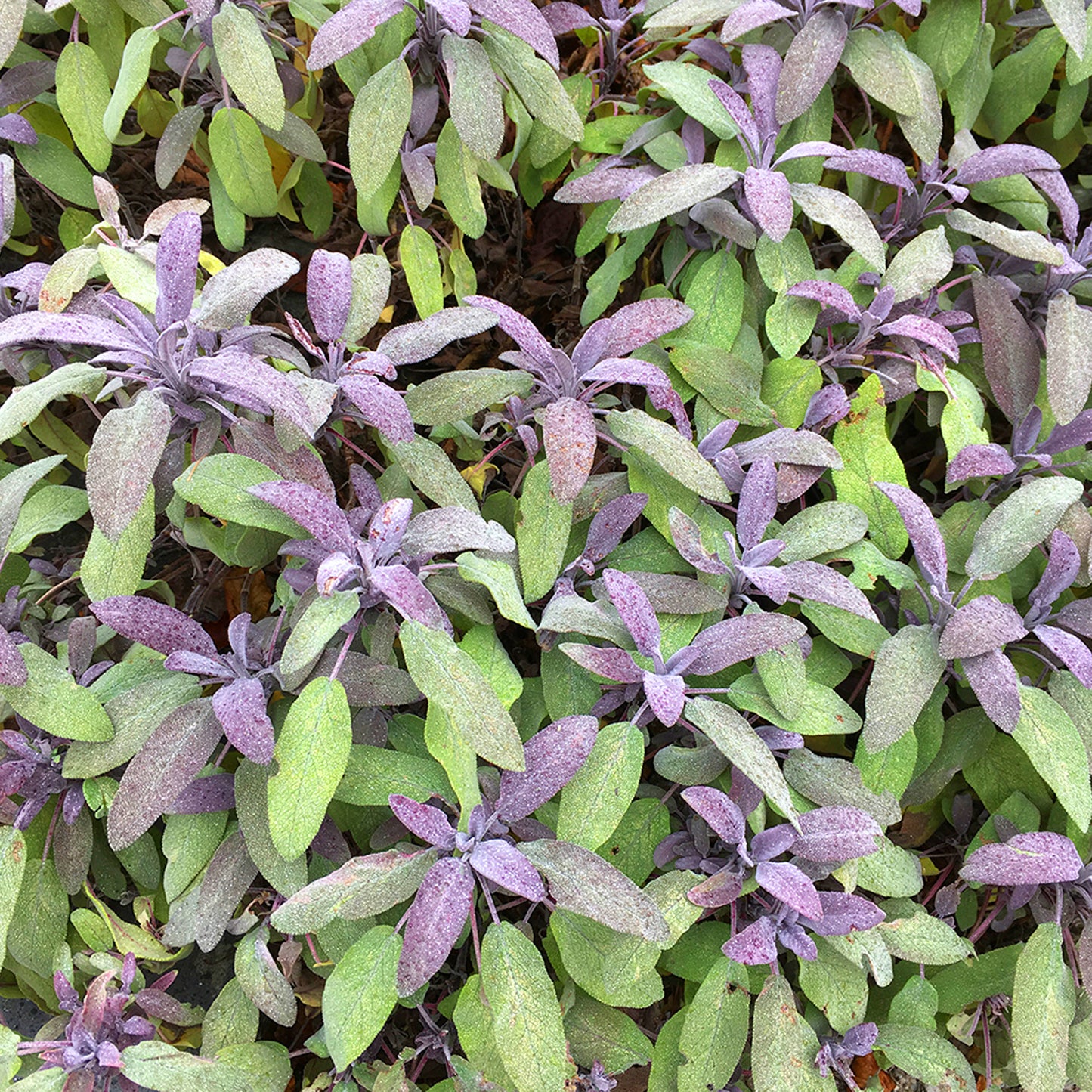 Herbs - Sage Purple, Salvia Officinalis Purpurea