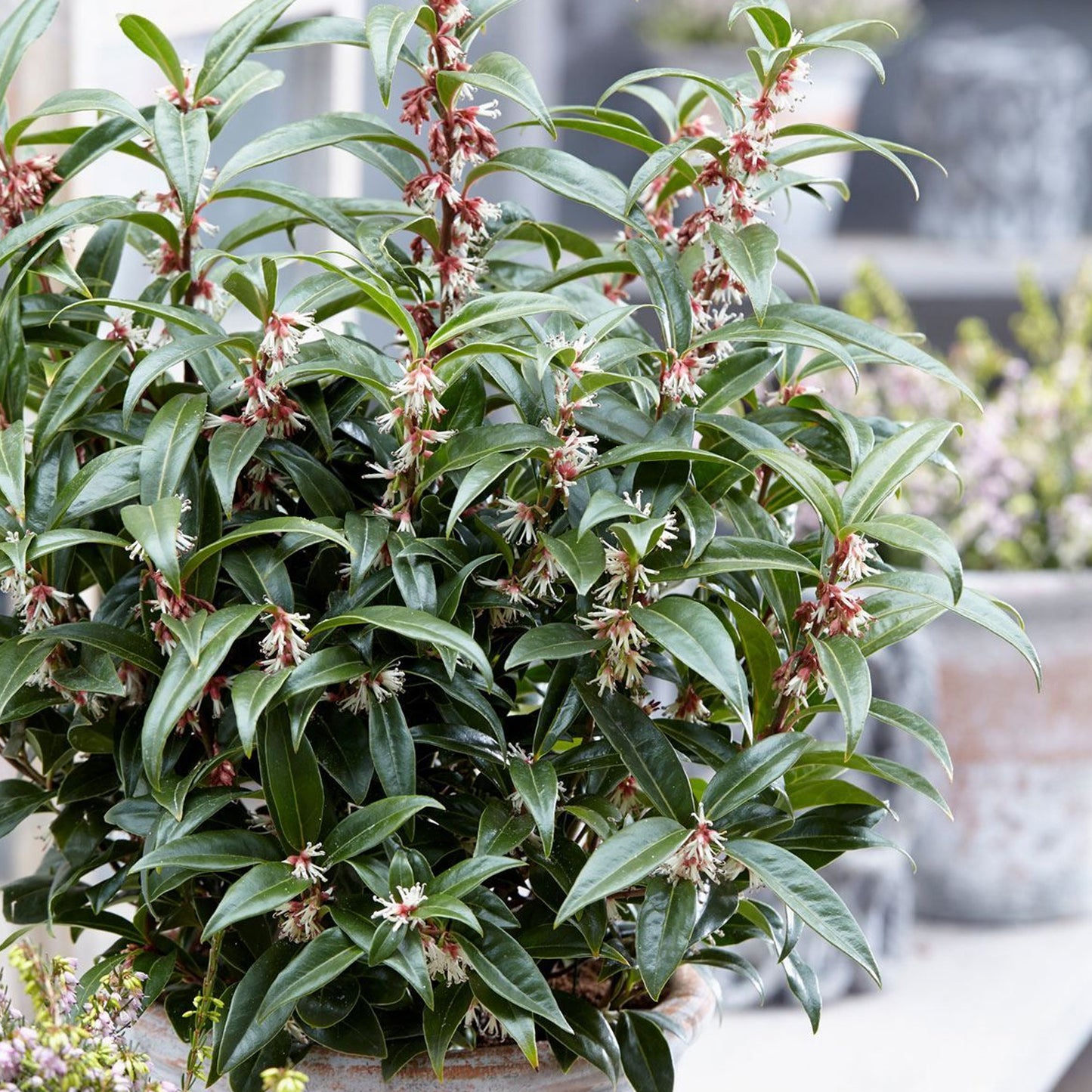 Sarcococca Purple Gem