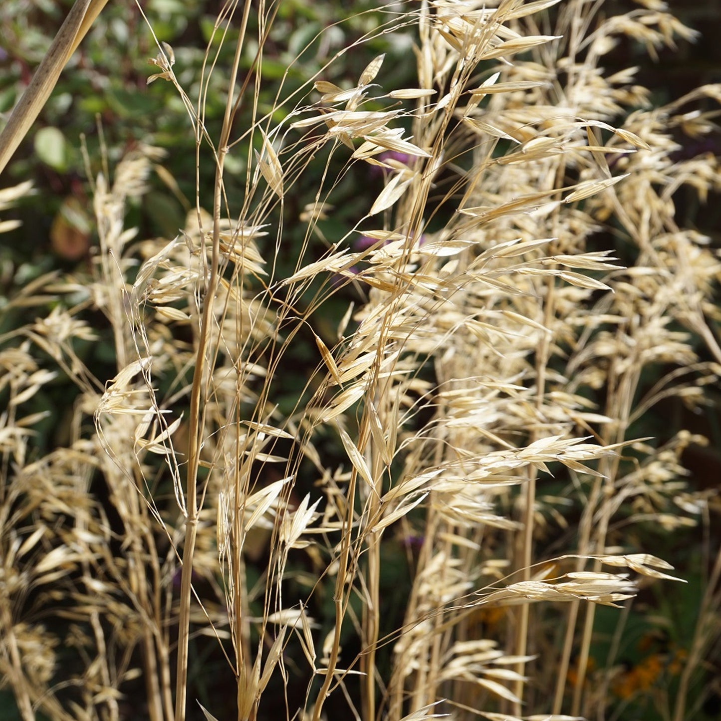 Stipa gigantea