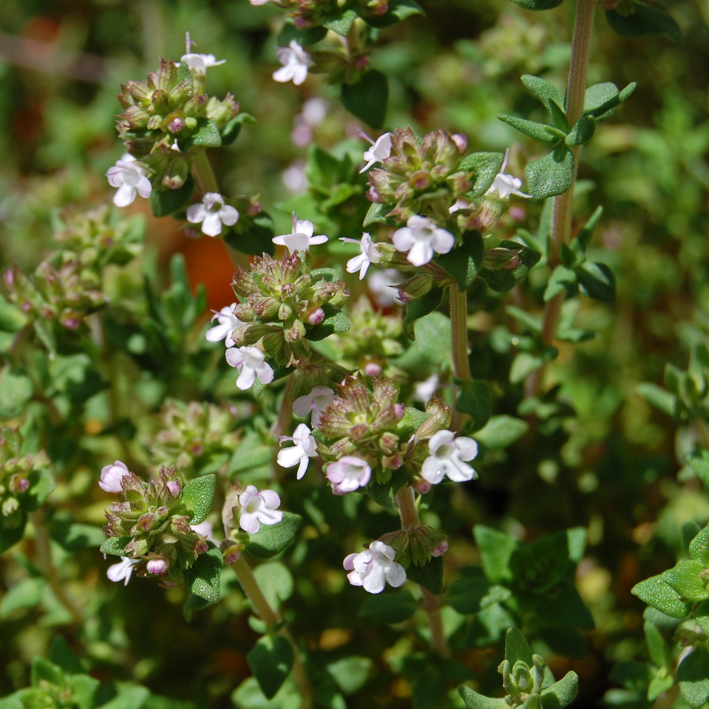 Herbs - Thyme Lady, Thymus Lady