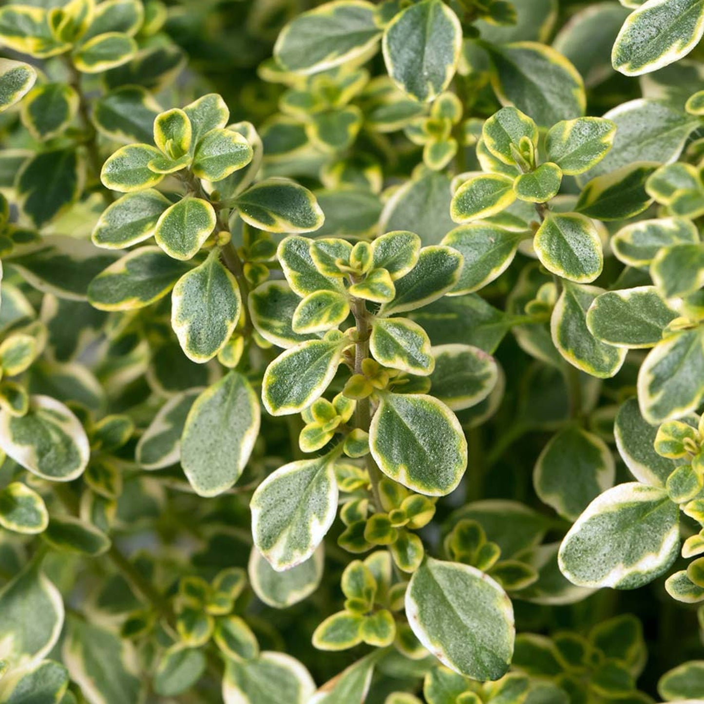 Herbs - Thyme Lemon Variegated, Thymus Citriodorus Aureus