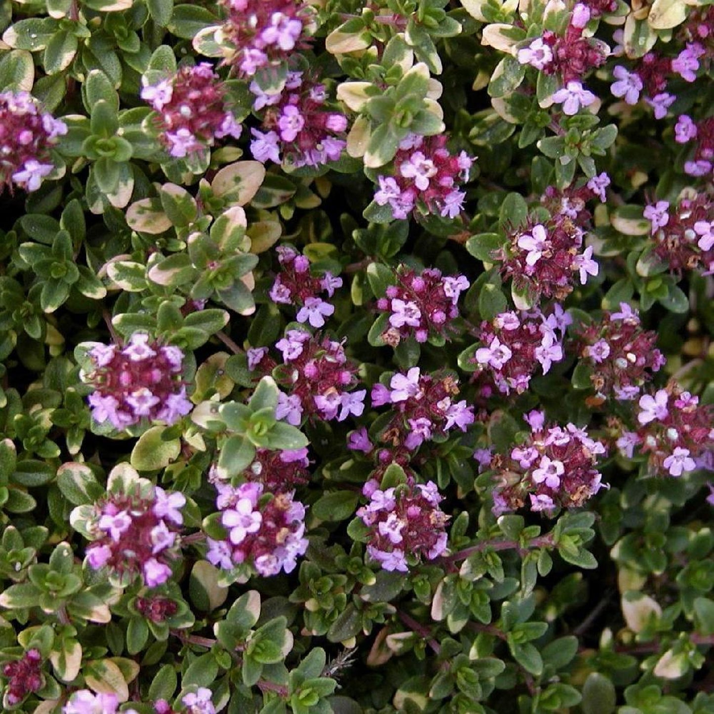 Herbs - Thyme Doone Valley, Thymus Doone Valley