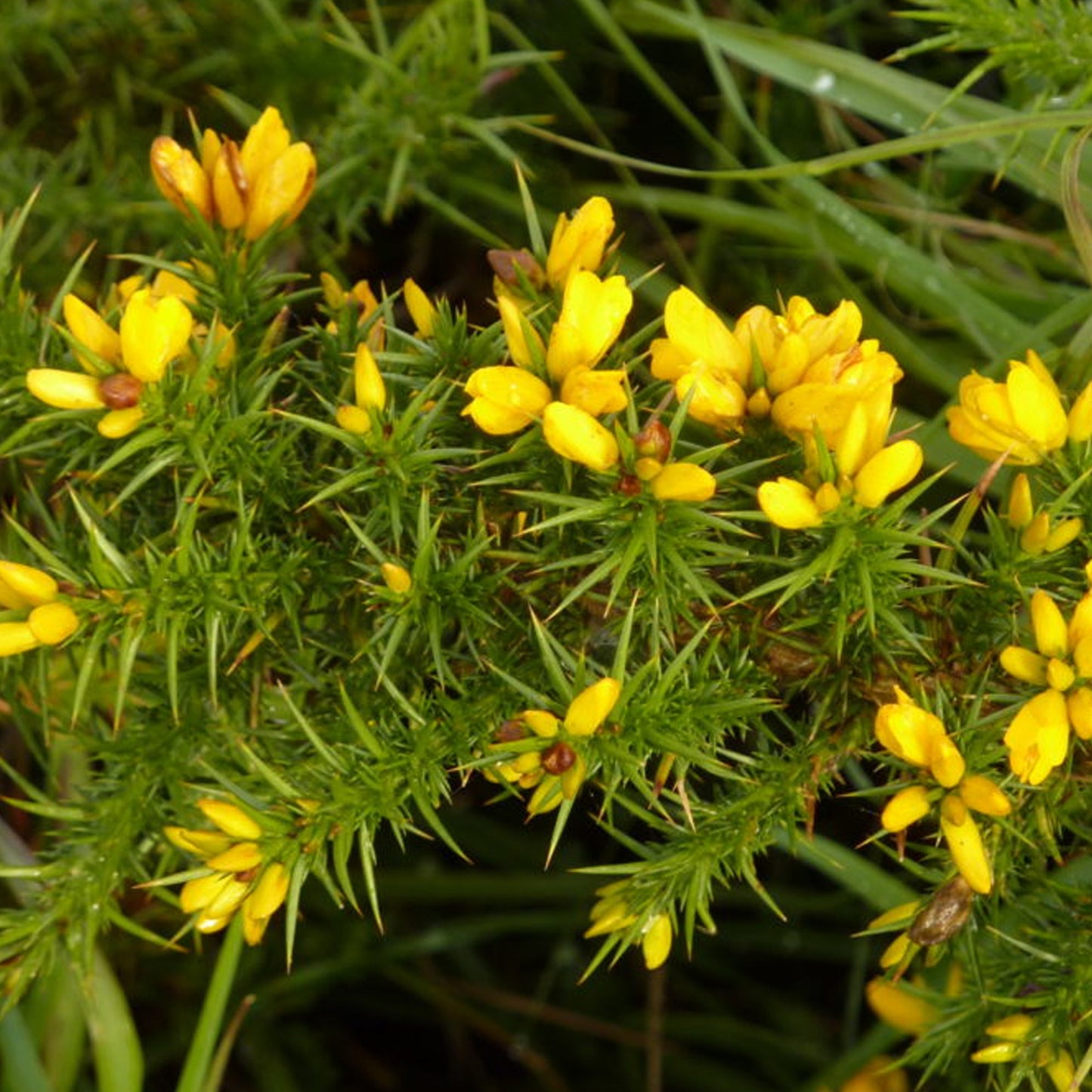 Ulex Europaeus Flore Pleno