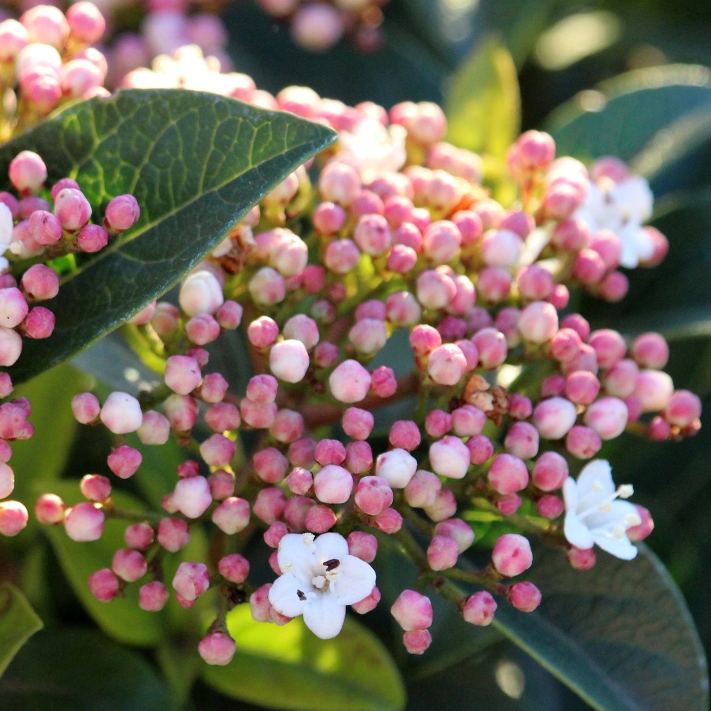 Viburnum Spirit