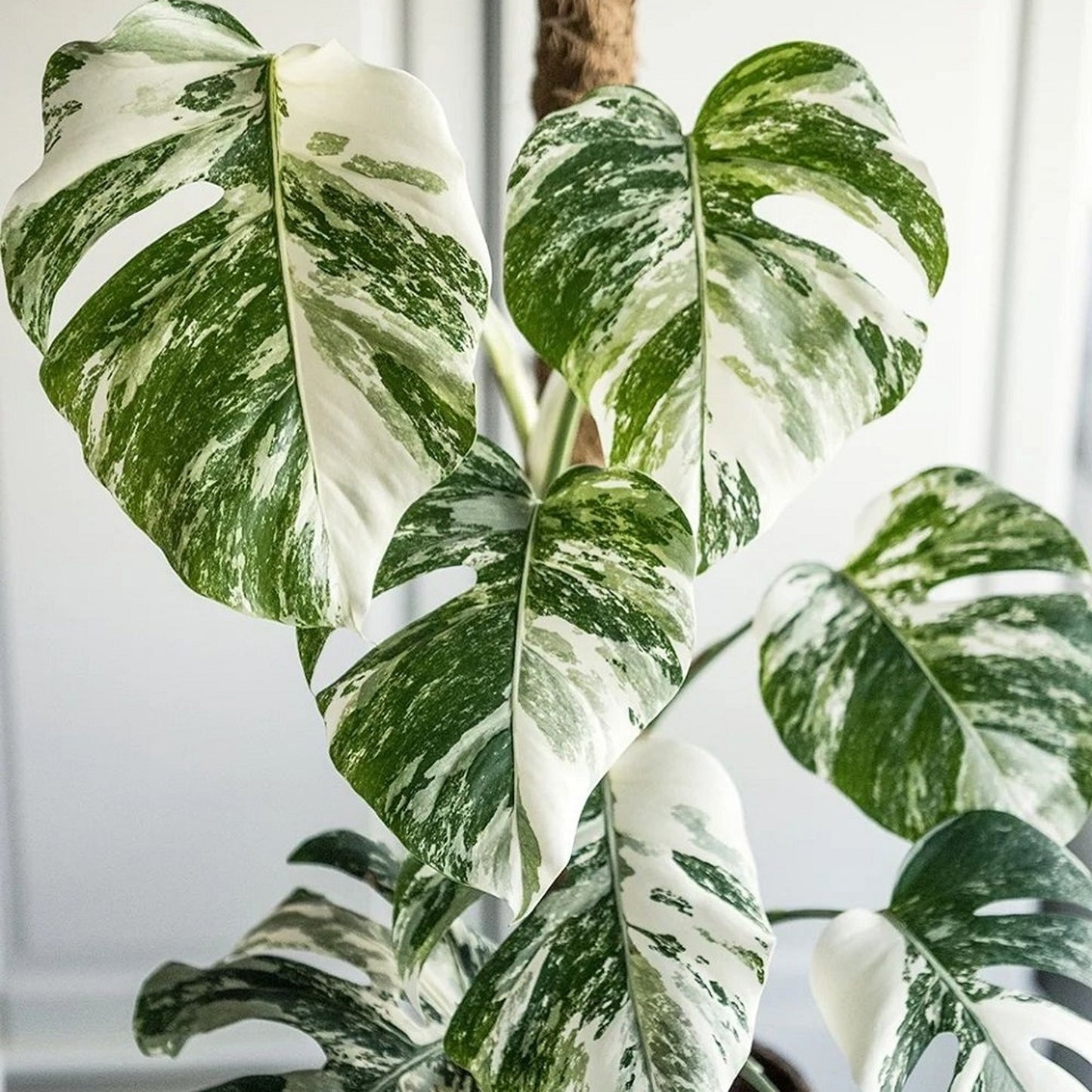 Variegated Monstera Deliciosa