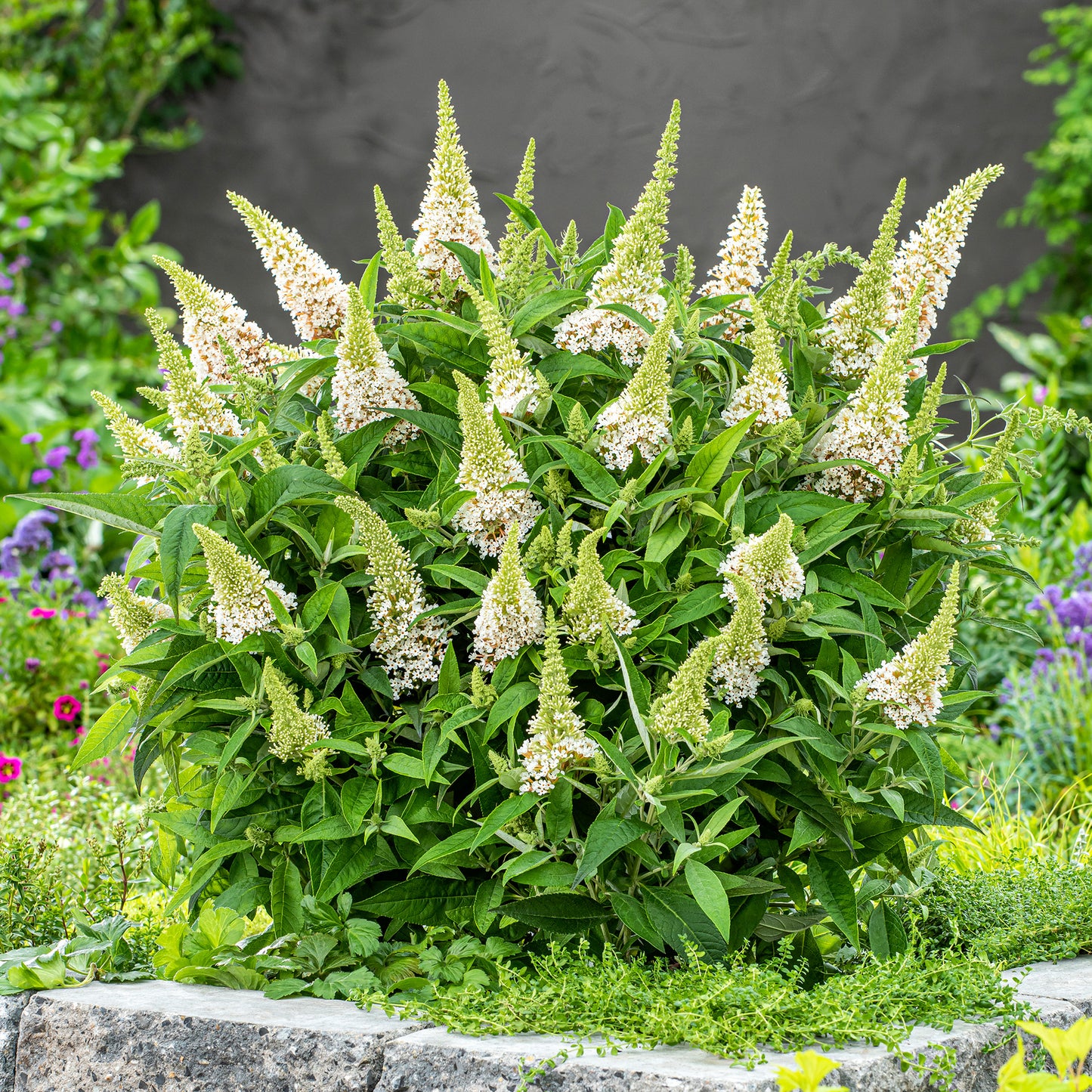 Buddleia Butterfly Candy Little White