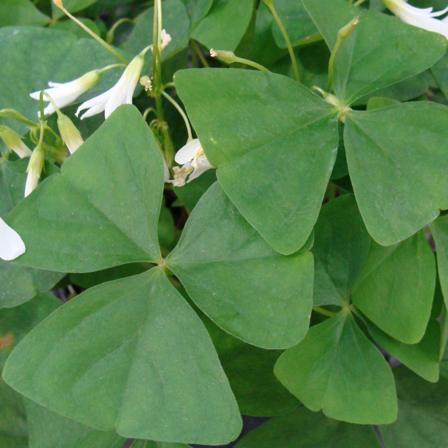 Oxalis Triangularis Green