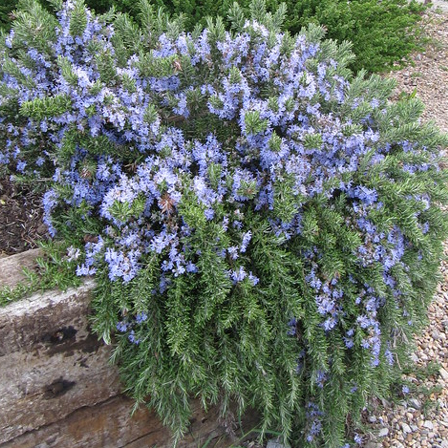 Herbs - Rosemary Prostratus (Standard)