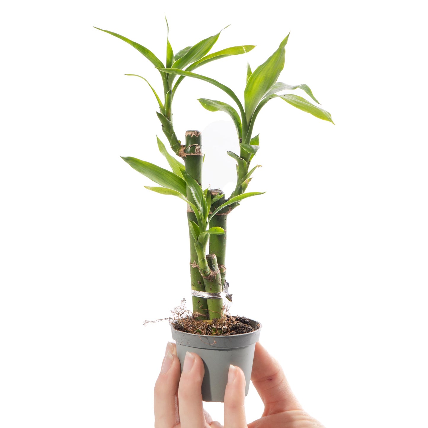 Baby Plants - Dracaena Sanderiana Lucky Bamboo