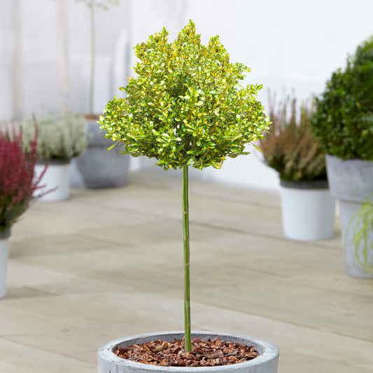 Coprosma Lemon & Lime Patio Tree
