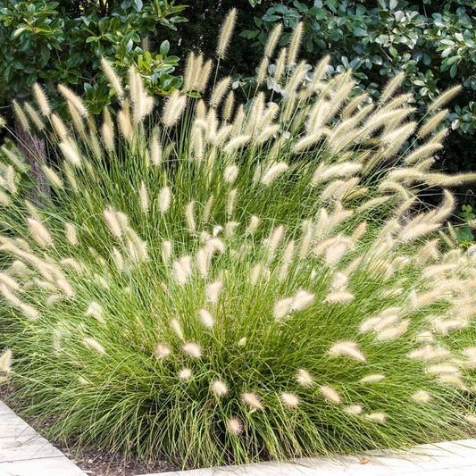 Pennisetum Hameln
