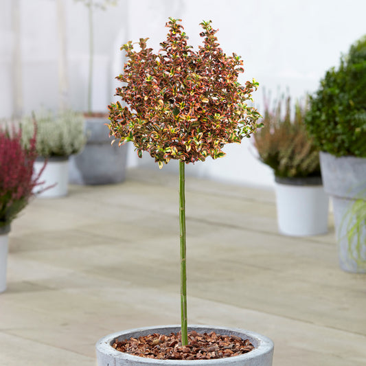 Coprosma Inferno Patio Tree