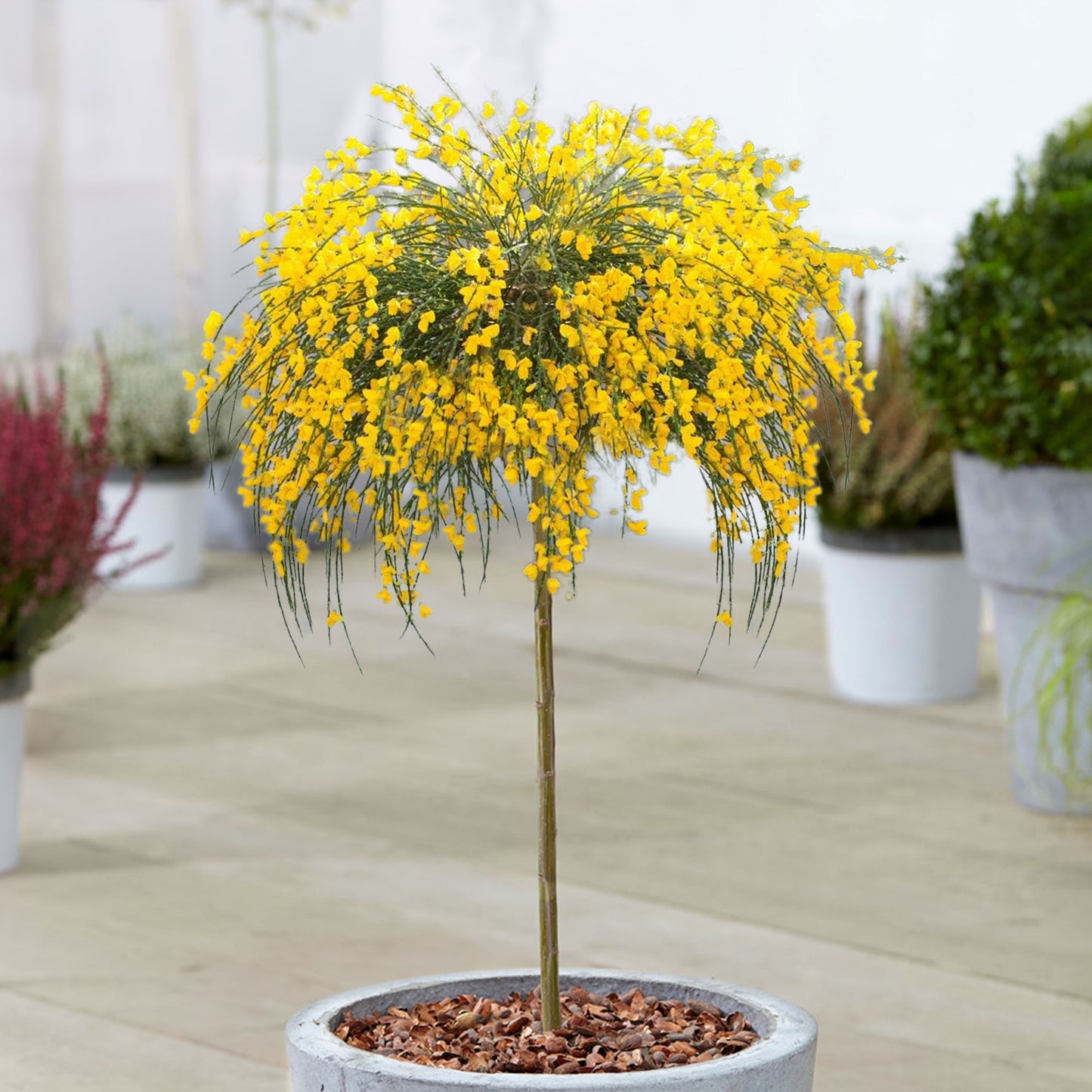 Cytisus Golden Tears Patio Tree